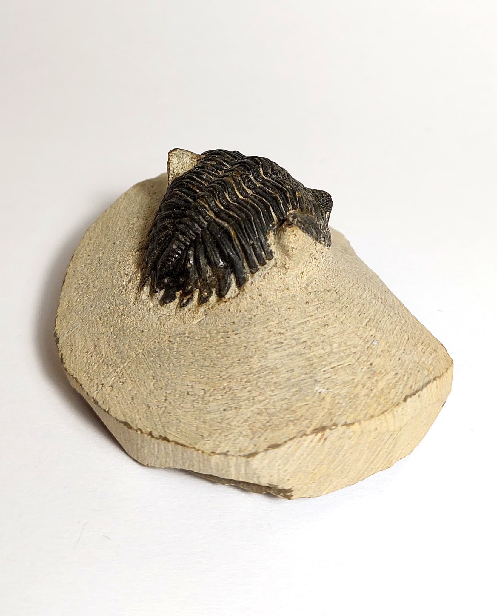 Trilobit fosilizat autentic Hollardops mesocristata, 5,5 cm lungime specimen, 360 mil ani, Devonian, Maroc - Image 6