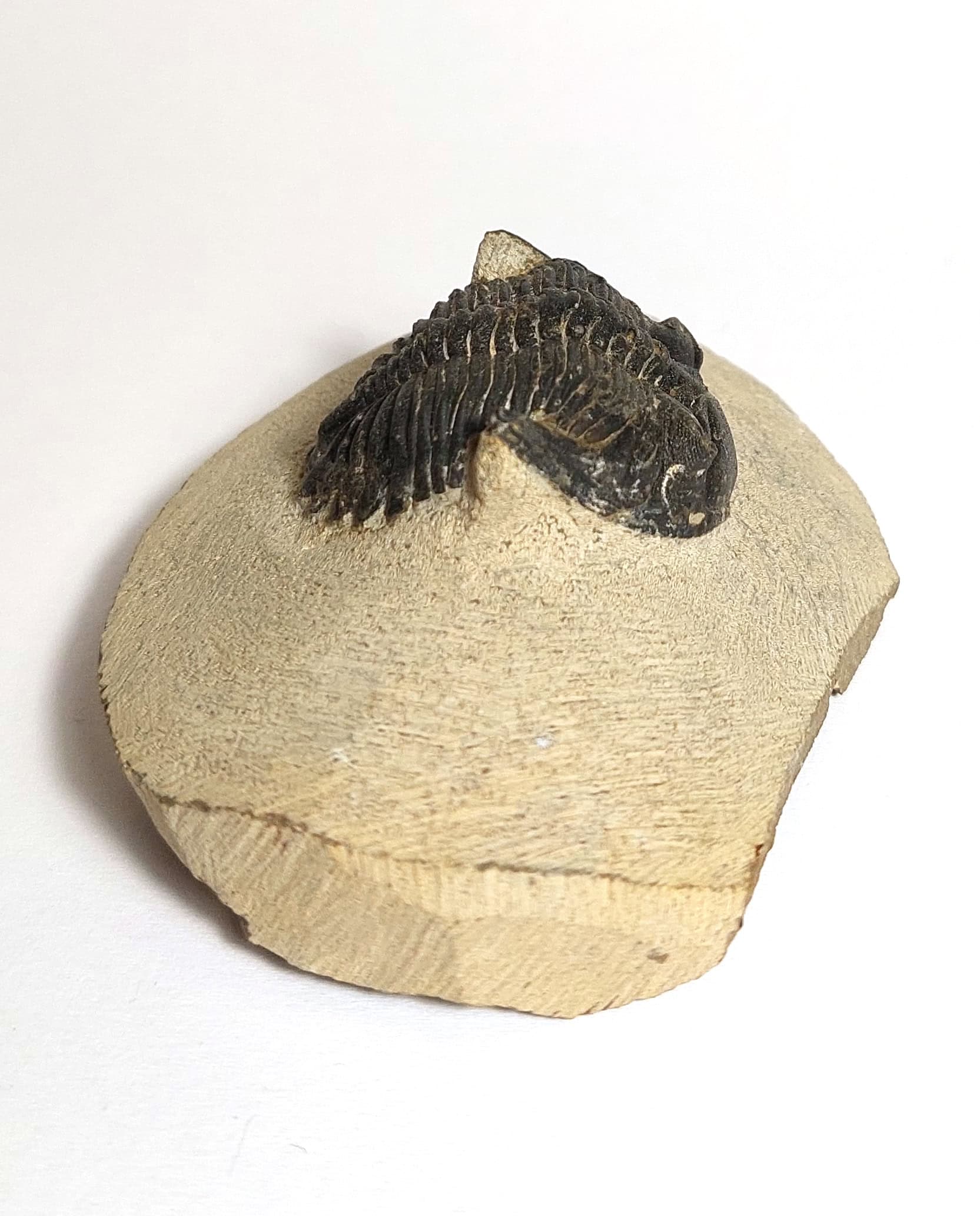 Trilobit fosilizat autentic Hollardops mesocristata, 5,5 cm lungime specimen, 360 mil ani, Devonian, Maroc - Image 7