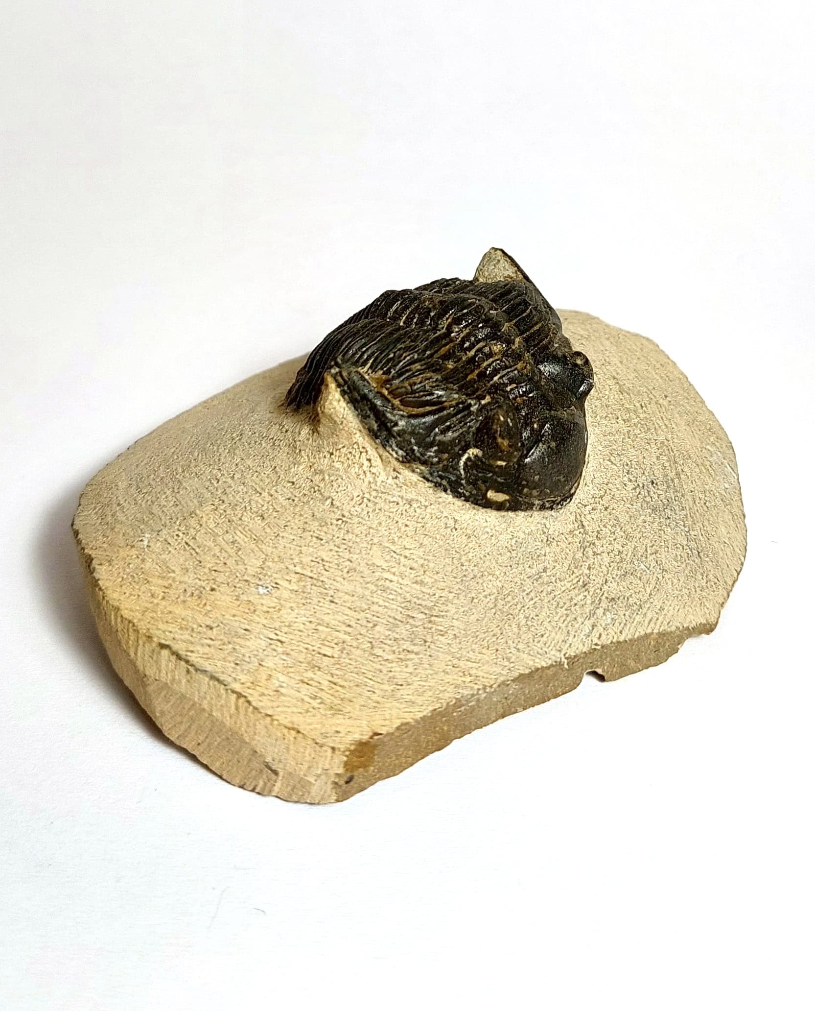 Trilobit fosilizat autentic Hollardops mesocristata, 5,5 cm lungime specimen, 360 mil ani, Devonian, Maroc - Image 8