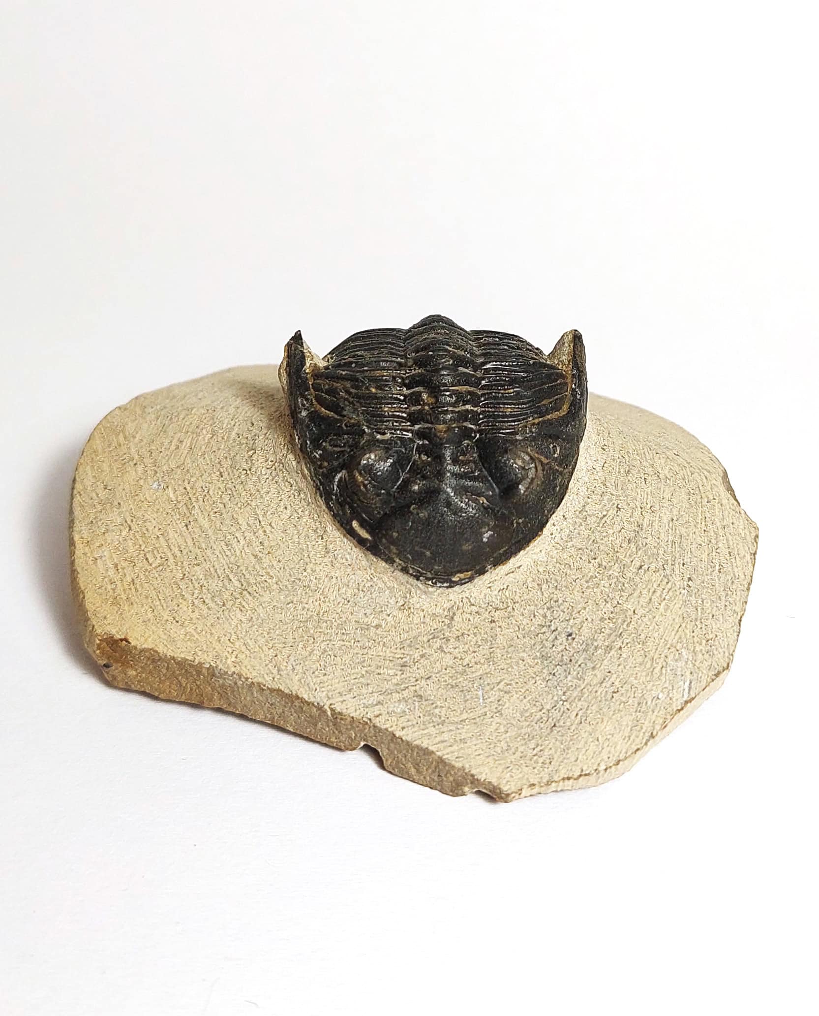 Trilobit fosilizat autentic Hollardops mesocristata, 5,5 cm lungime specimen, 360 mil ani, Devonian, Maroc - Image 9