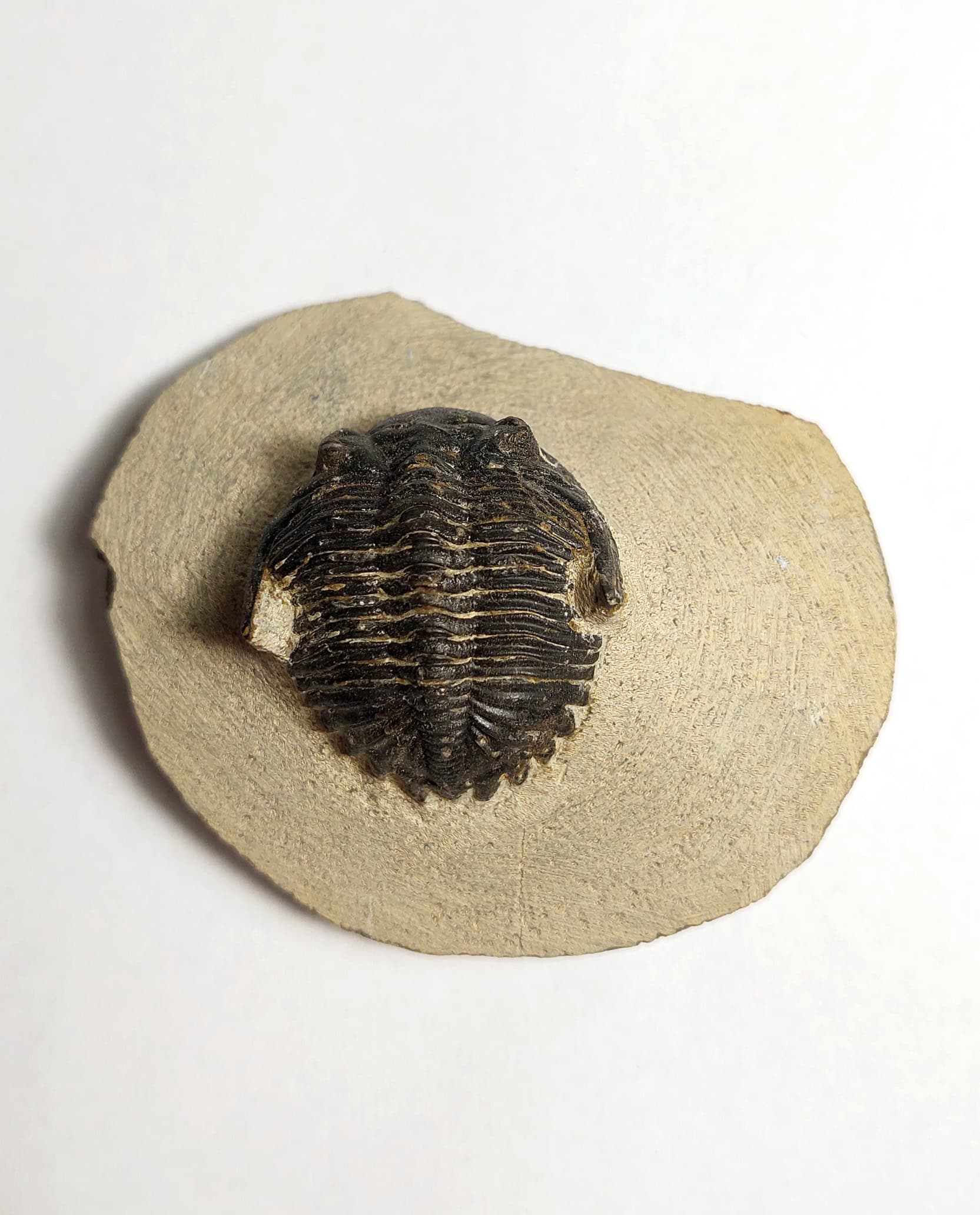 Trilobit fosilizat autentic Hollardops mesocristata, 5,5 cm lungime specimen, 360 mil ani, Devonian, Maroc - Image 10