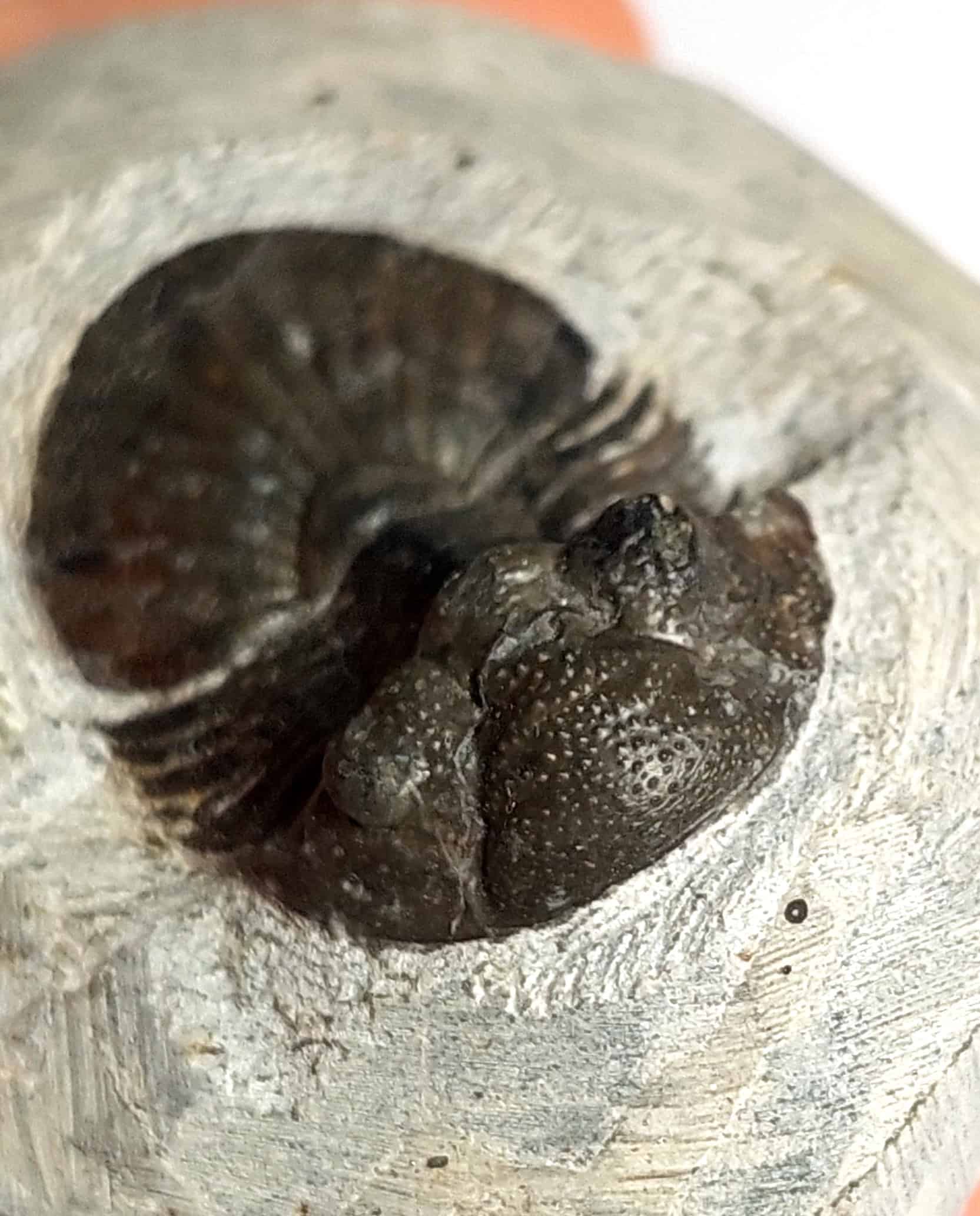 Trilobit fosilizat autentic Scabriscutellum hammadi, 3,7 cm lungime specimen, 360 mil ani, Devonian, Maroc - Image 11