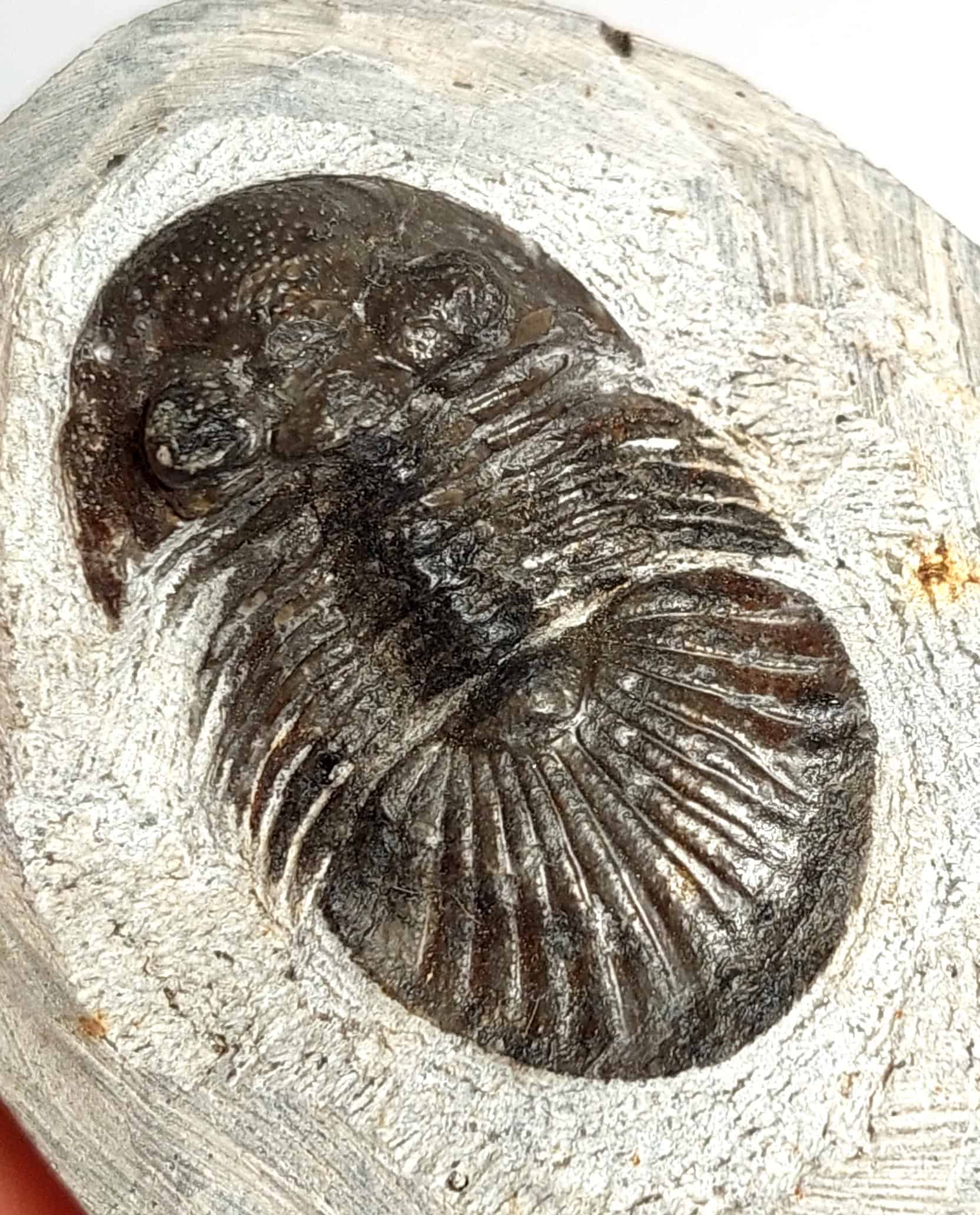 Trilobit fosilizat autentic Scabriscutellum hammadi, 3,7 cm lungime specimen, 360 mil ani, Devonian, Maroc - Image 12