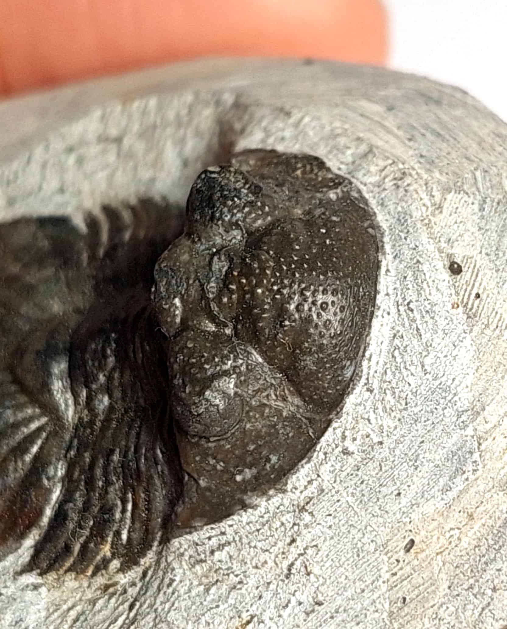 Trilobit fosilizat autentic Scabriscutellum hammadi, 3,7 cm lungime specimen, 360 mil ani, Devonian, Maroc - Image 13