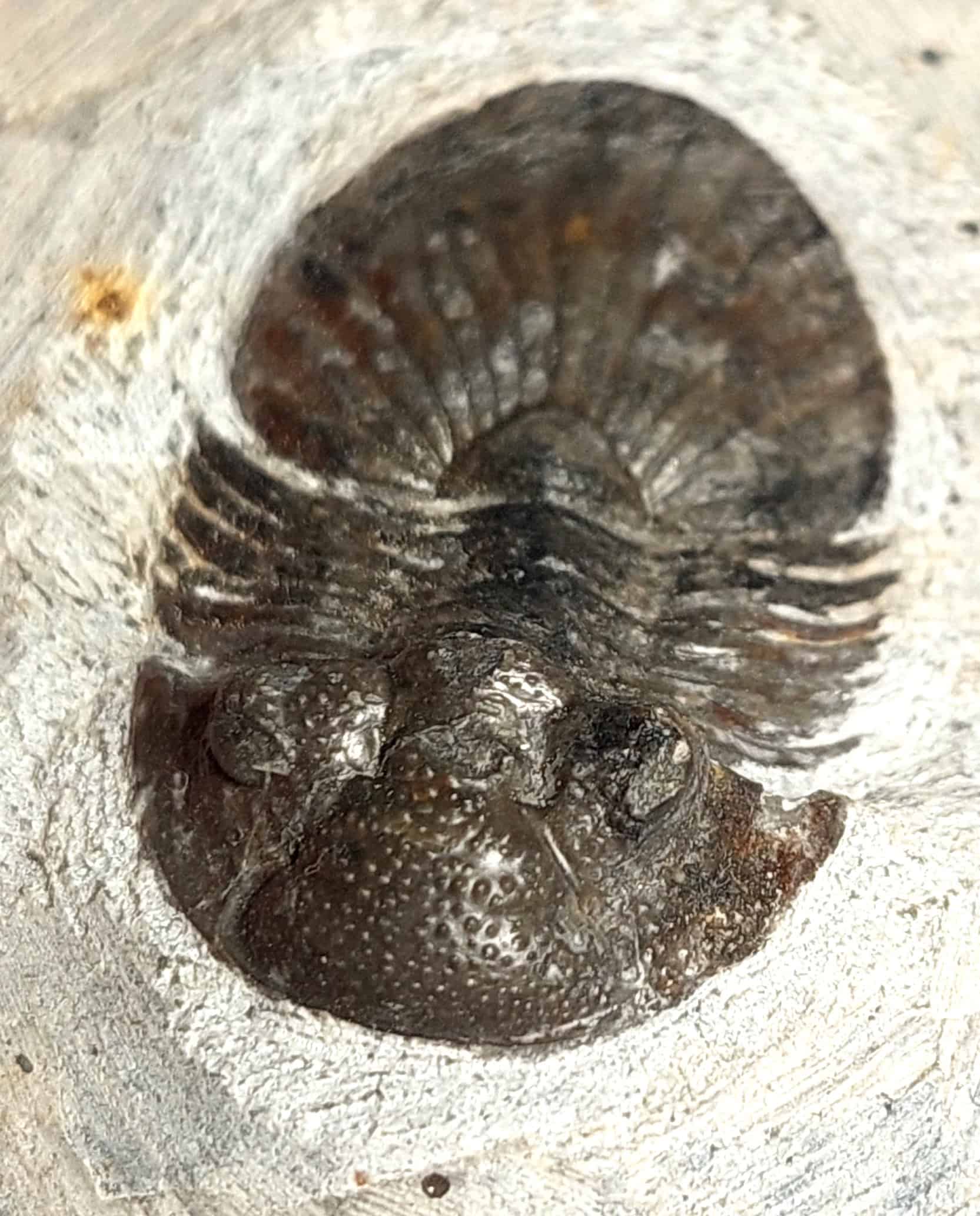 Trilobit fosilizat autentic Scabriscutellum hammadi, 3,7 cm lungime specimen, 360 mil ani, Devonian, Maroc - Image 14