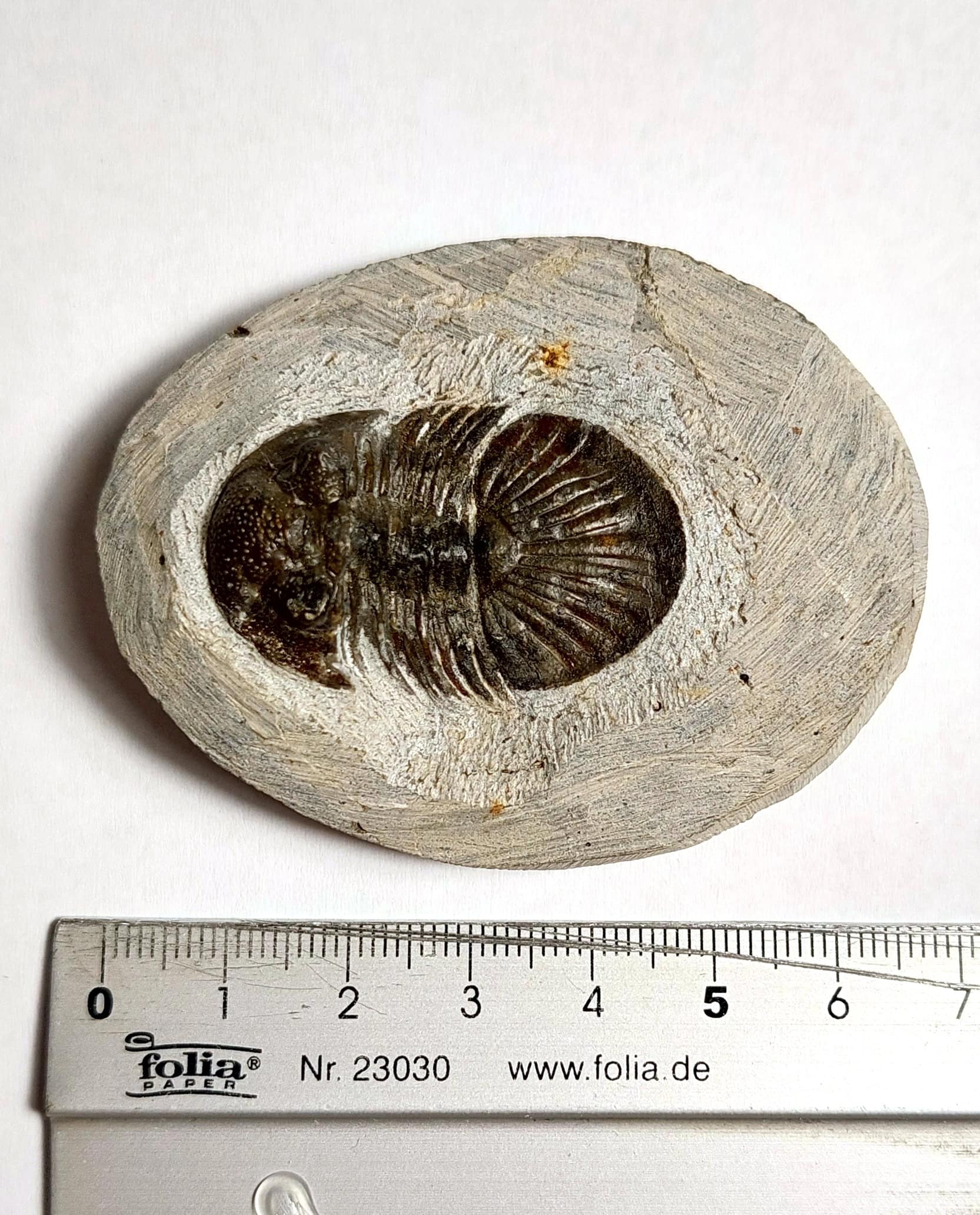 Trilobit fosilizat autentic Scabriscutellum hammadi, 3,7 cm lungime specimen, 360 mil ani, Devonian, Maroc - Image 15