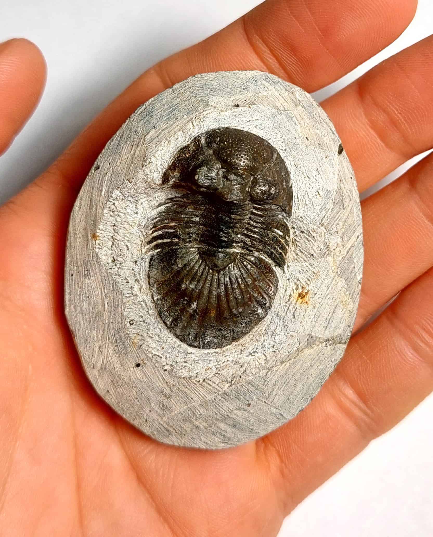 Trilobit fosilizat autentic Scabriscutellum hammadi, 3,7 cm lungime specimen, 360 mil ani, Devonian, Maroc - Image 16