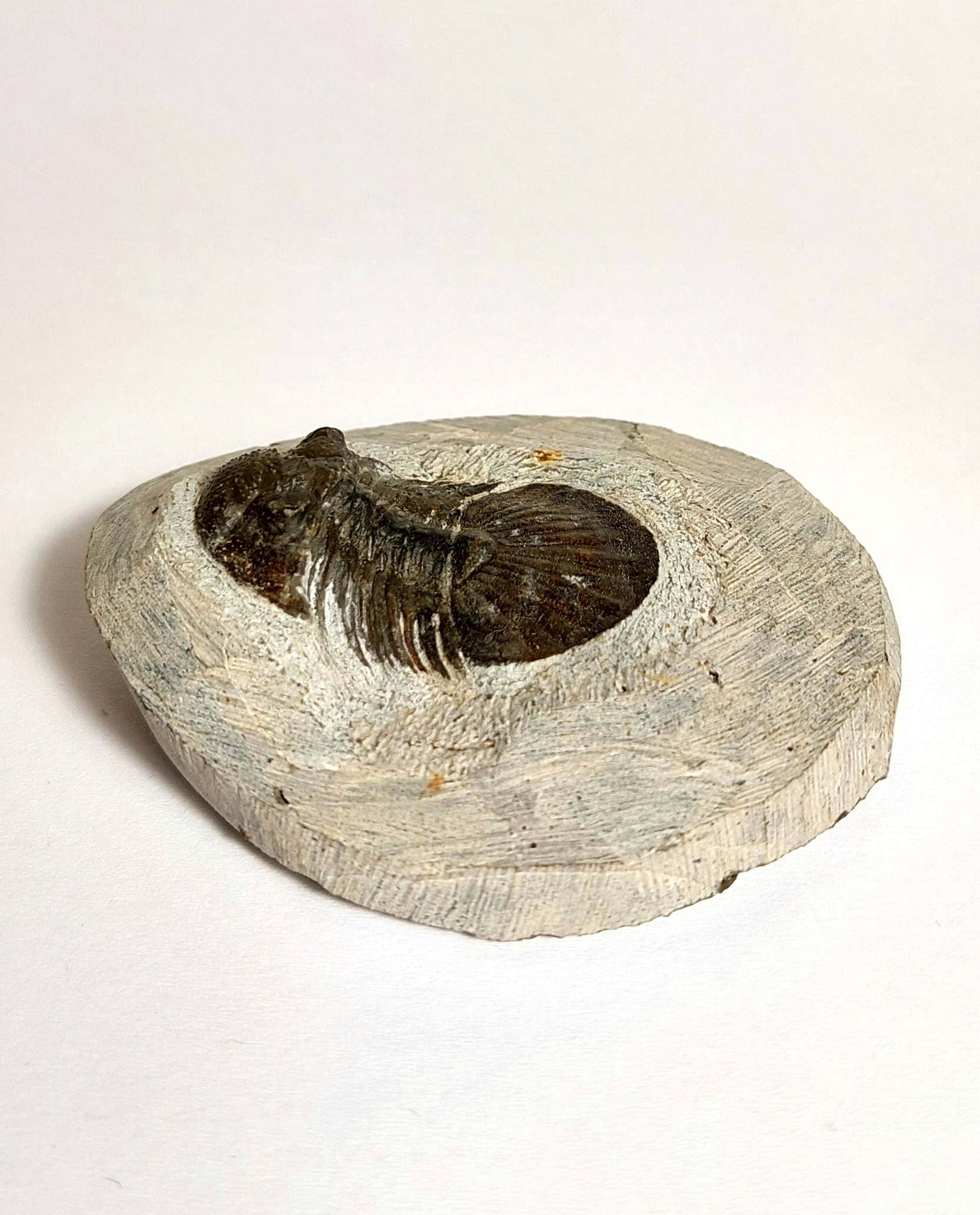 Trilobit fosilizat autentic Scabriscutellum hammadi, 3,7 cm lungime specimen, 360 mil ani, Devonian, Maroc - Image 3