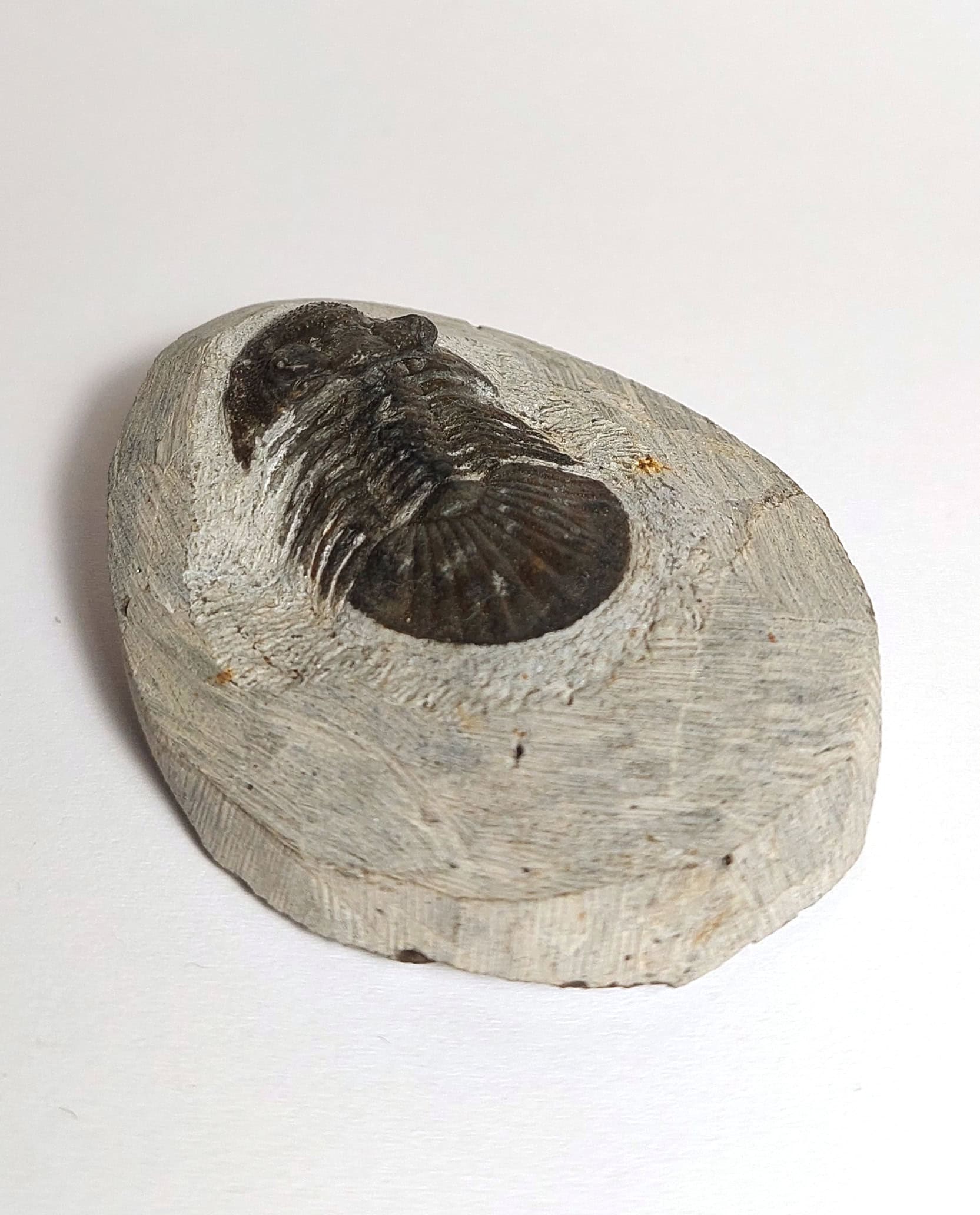 Trilobit fosilizat autentic Scabriscutellum hammadi, 3,7 cm lungime specimen, 360 mil ani, Devonian, Maroc - Image 4