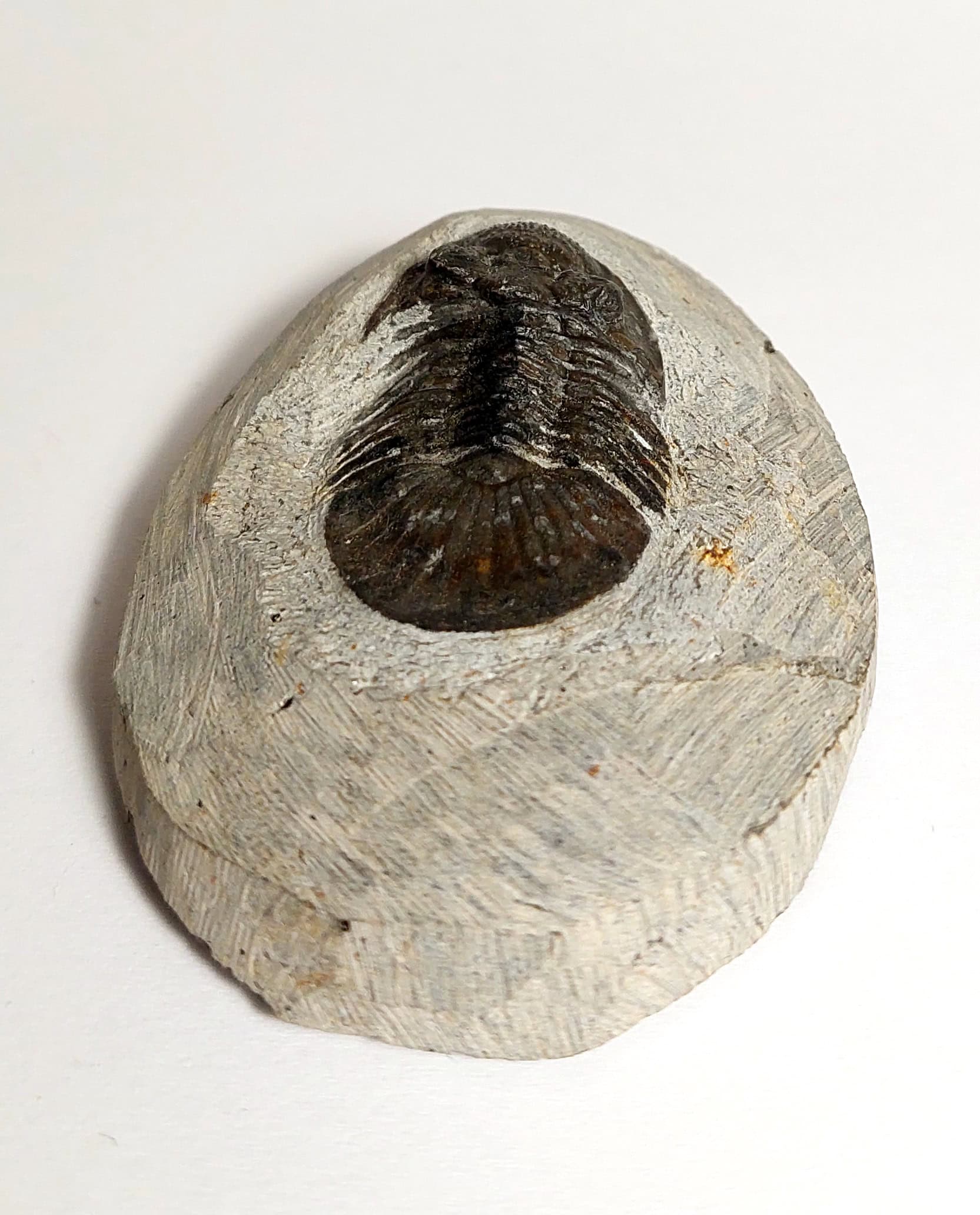 Trilobit fosilizat autentic Scabriscutellum hammadi, 3,7 cm lungime specimen, 360 mil ani, Devonian, Maroc - Image 5