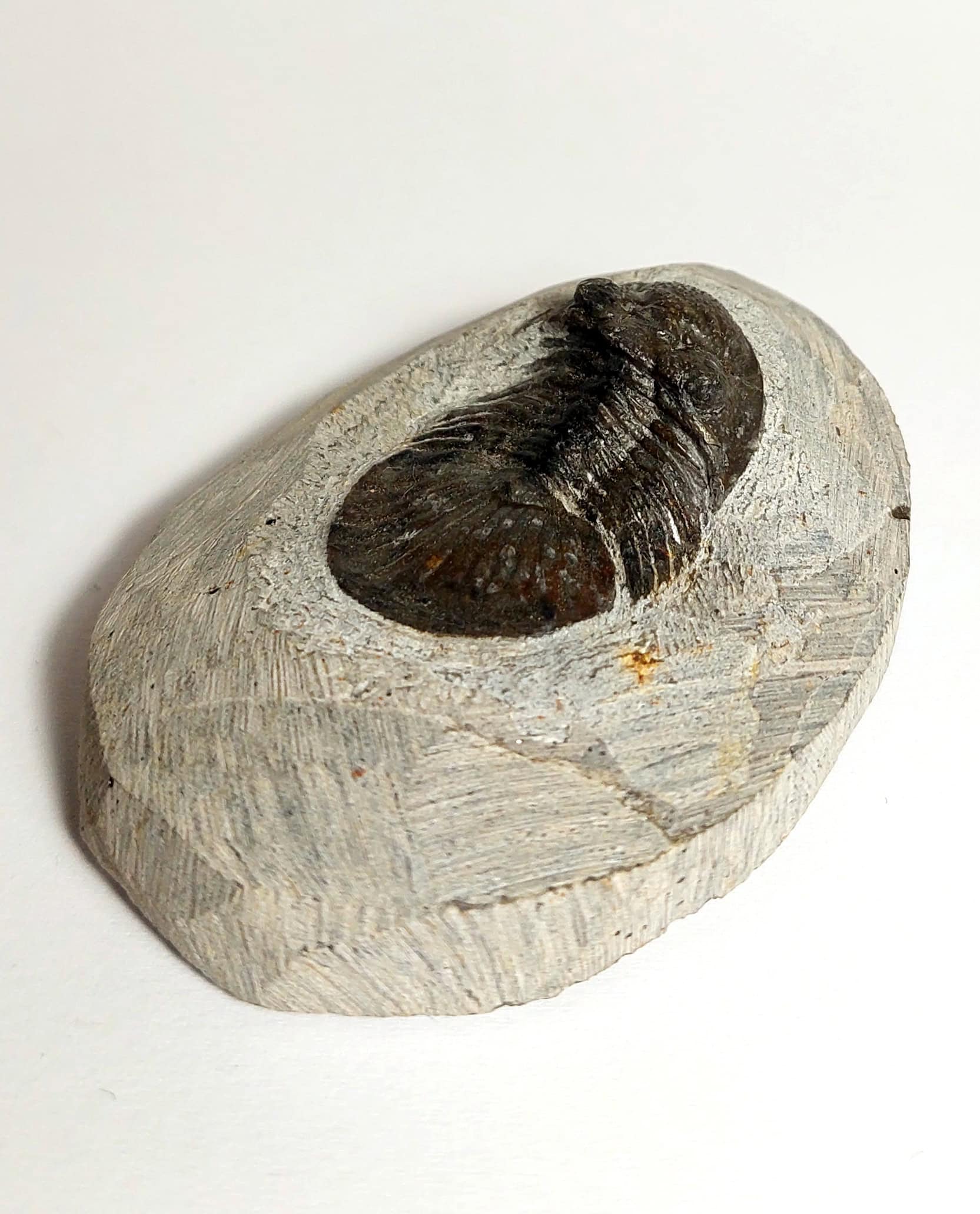 Trilobit fosilizat autentic Scabriscutellum hammadi, 3,7 cm lungime specimen, 360 mil ani, Devonian, Maroc - Image 6
