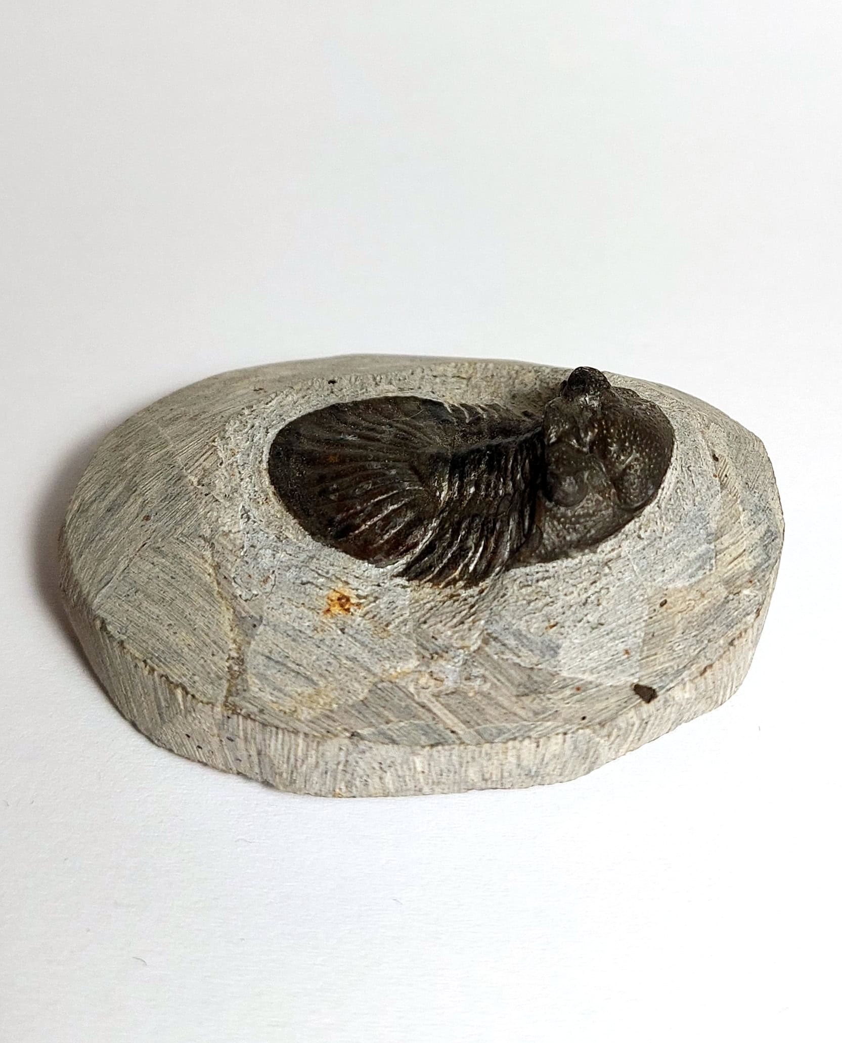 Trilobit fosilizat autentic Scabriscutellum hammadi, 3,7 cm lungime specimen, 360 mil ani, Devonian, Maroc - Image 7