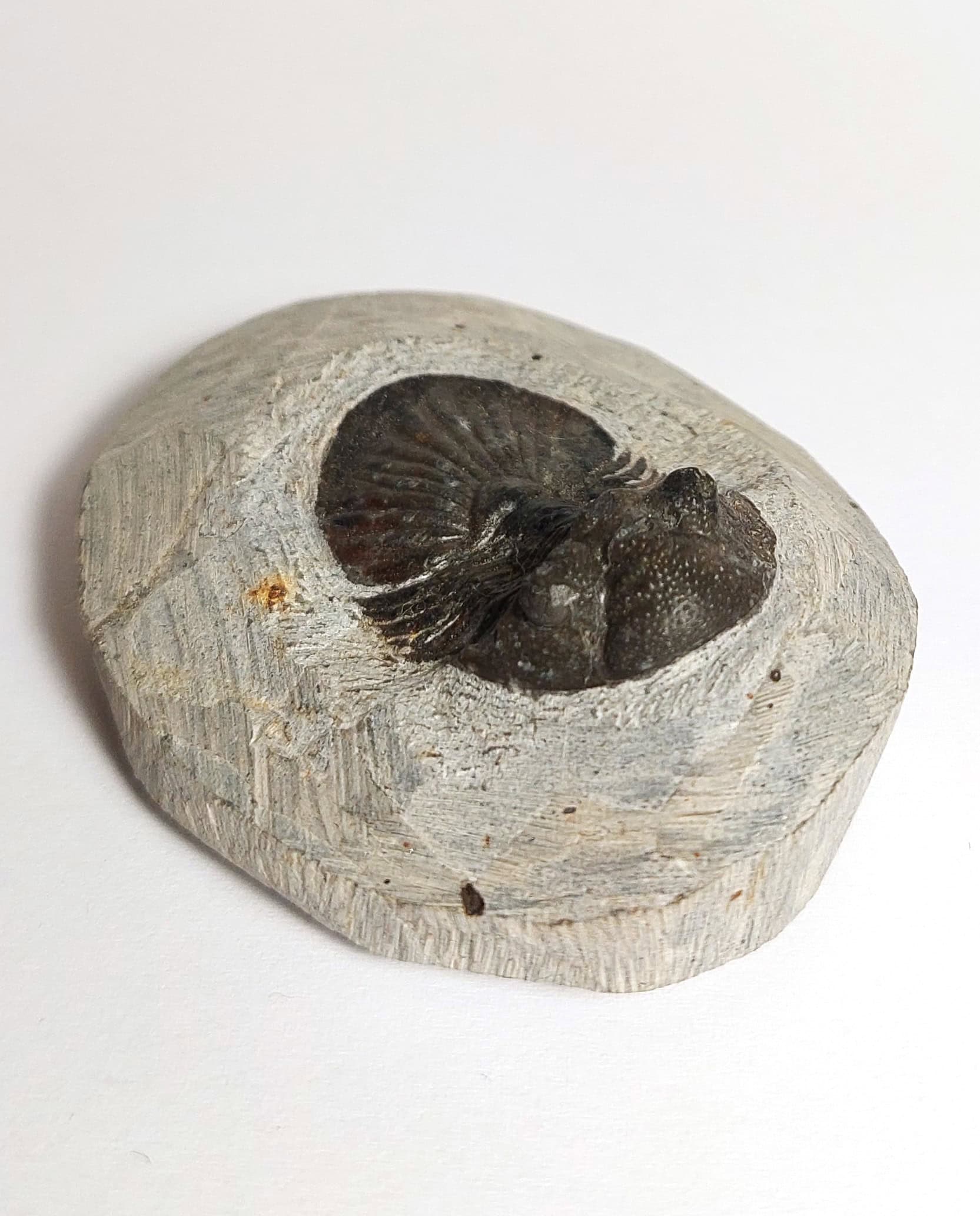 Trilobit fosilizat autentic Scabriscutellum hammadi, 3,7 cm lungime specimen, 360 mil ani, Devonian, Maroc - Image 8