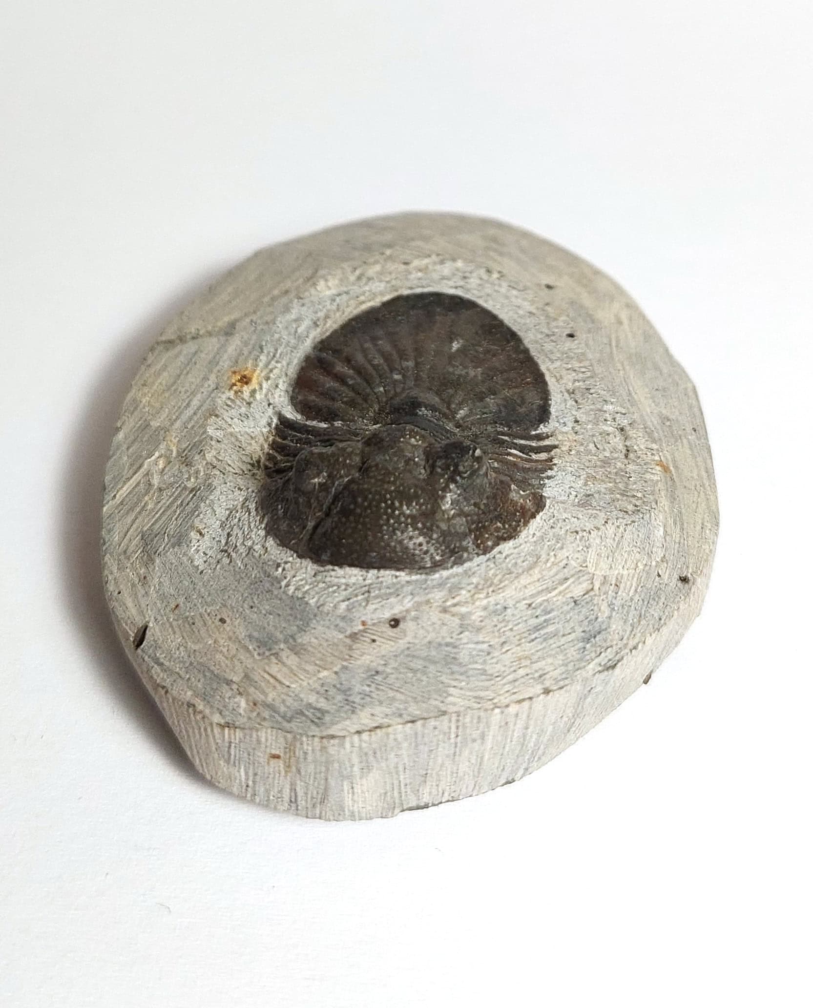 Trilobit fosilizat autentic Scabriscutellum hammadi, 3,7 cm lungime specimen, 360 mil ani, Devonian, Maroc - Image 9