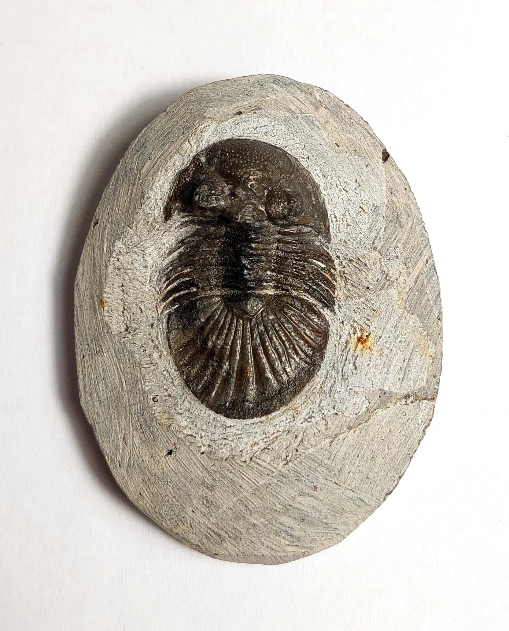 Trilobit fosilizat autentic Scabriscutellum hammadi, 3,7 cm lungime specimen, 360 mil ani, Devonian, Maroc - Image 10