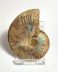 Authentic unprocessed fossilized Cleoniceras sp. ammonite, 7.4 cm diameter, 110 million years old, Cretaceous, Madagascar