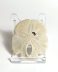 Authentic unprocessed fossilized Encope macrophora sea urchin, 5.0 cm diameter, 4 million years old, Pliocene, USA