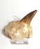 Authentic fossilized XL Mosasaur tooth in matrix, 5.2 cm tooth length, 70 million years old, Cretaceous, Morocco