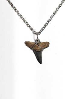 Handmade necklace with Authentic fossilized Negaprion sp. Lemon Shark tooth, 2.1 cm pendant length, 6 million years old, Miocene, USA