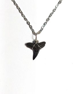 Handmade necklace with Authentic fossilized Negaprion sp. Lemon Shark tooth, 1.7 cm pendant length, 6 million years old, Miocene, USA