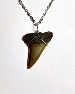 Handmade necklace with Authentic fossilized Black Mako Shark tooth, 3.6 cm pendant length, 15 million years old, Miocene, Belgium