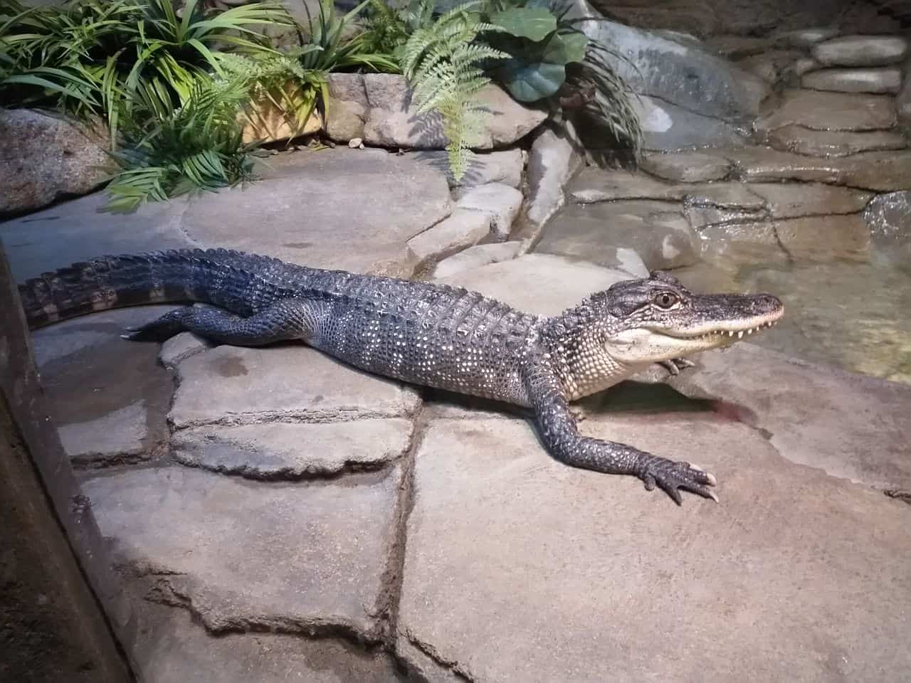 Modern alligator