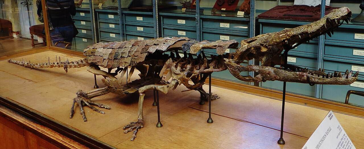 Fossils of the alligator relative Diplocynodon sp.