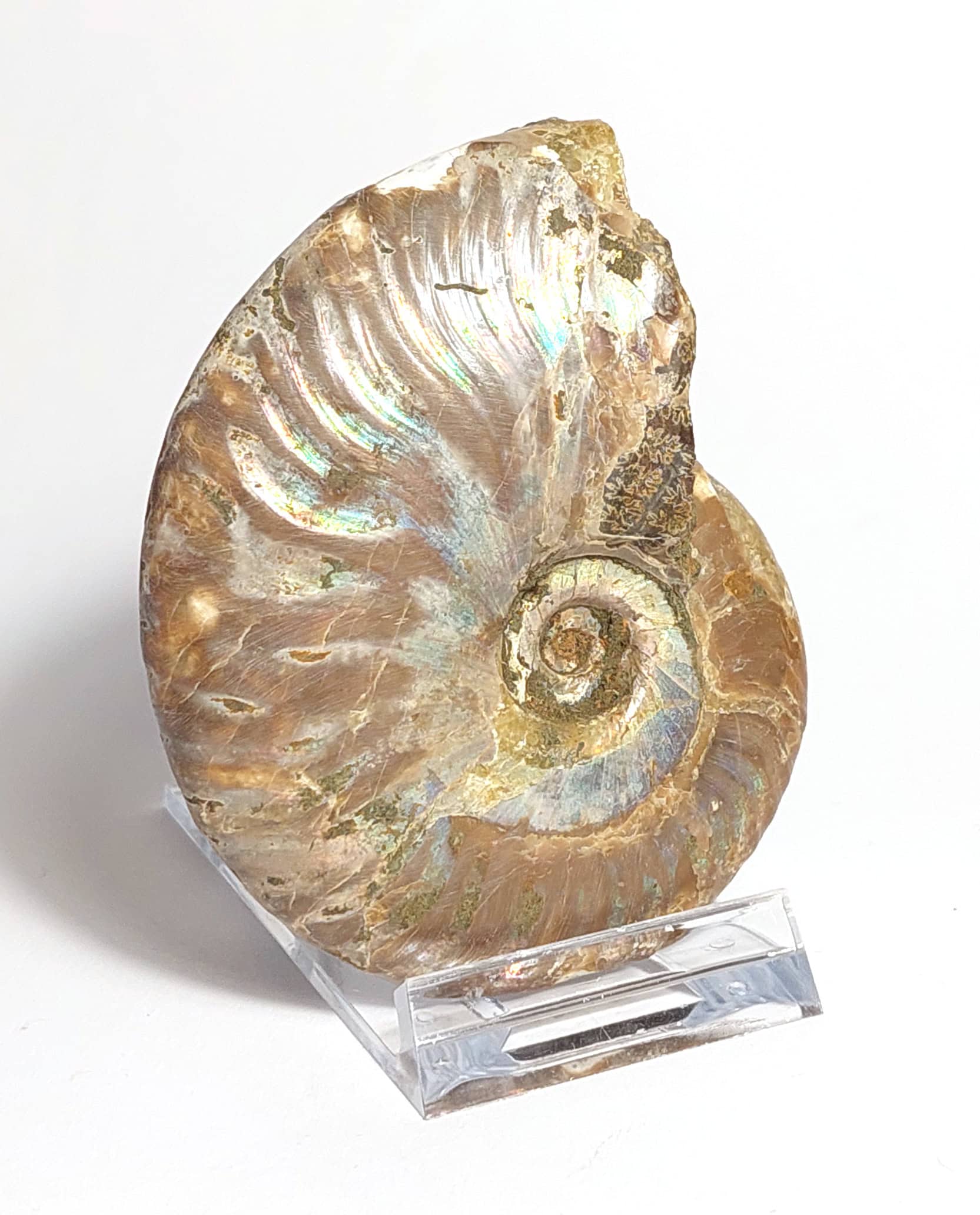Amonit fosilizat autentic neprelucrat Cleoniceras sp., 7,9 cm diametru, 110 mil ani, Cretacic, Madagascar - imagine 3
