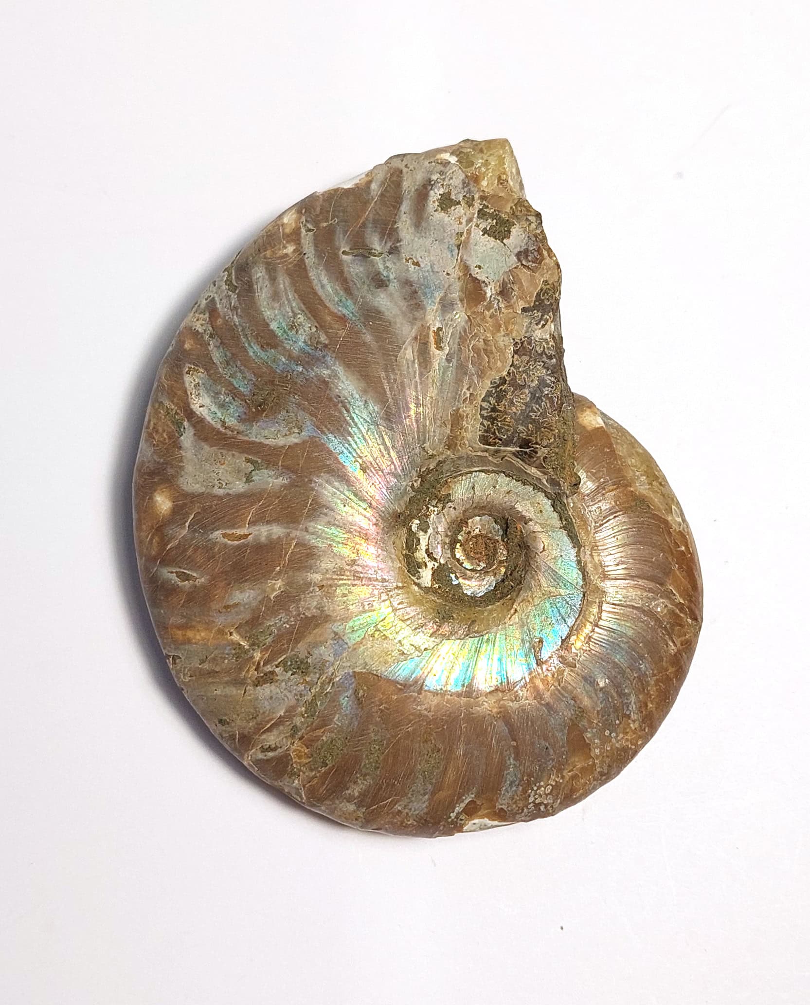 Amonit fosilizat autentic neprelucrat Cleoniceras sp., 7,9 cm diametru, 110 mil ani, Cretacic, Madagascar - imagine 4