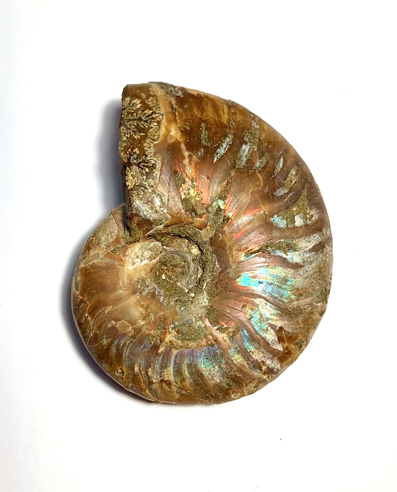 Amonit fosilizat autentic neprelucrat Cleoniceras sp., 7,9 cm diametru, 110 mil ani, Cretacic, Madagascar - imagine 5