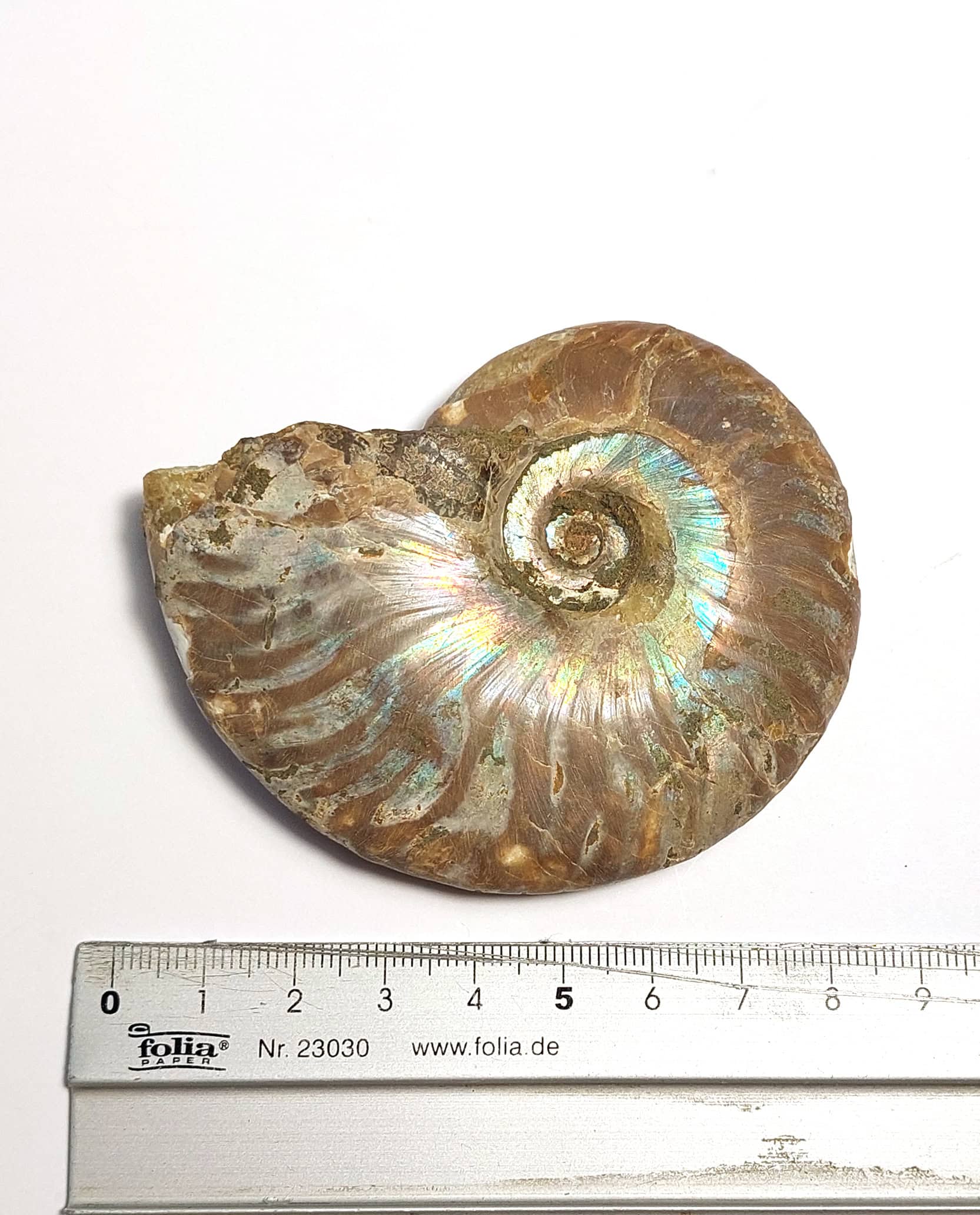 Amonit fosilizat autentic neprelucrat Cleoniceras sp., 7,9 cm diametru, 110 mil ani, Cretacic, Madagascar - imagine 6