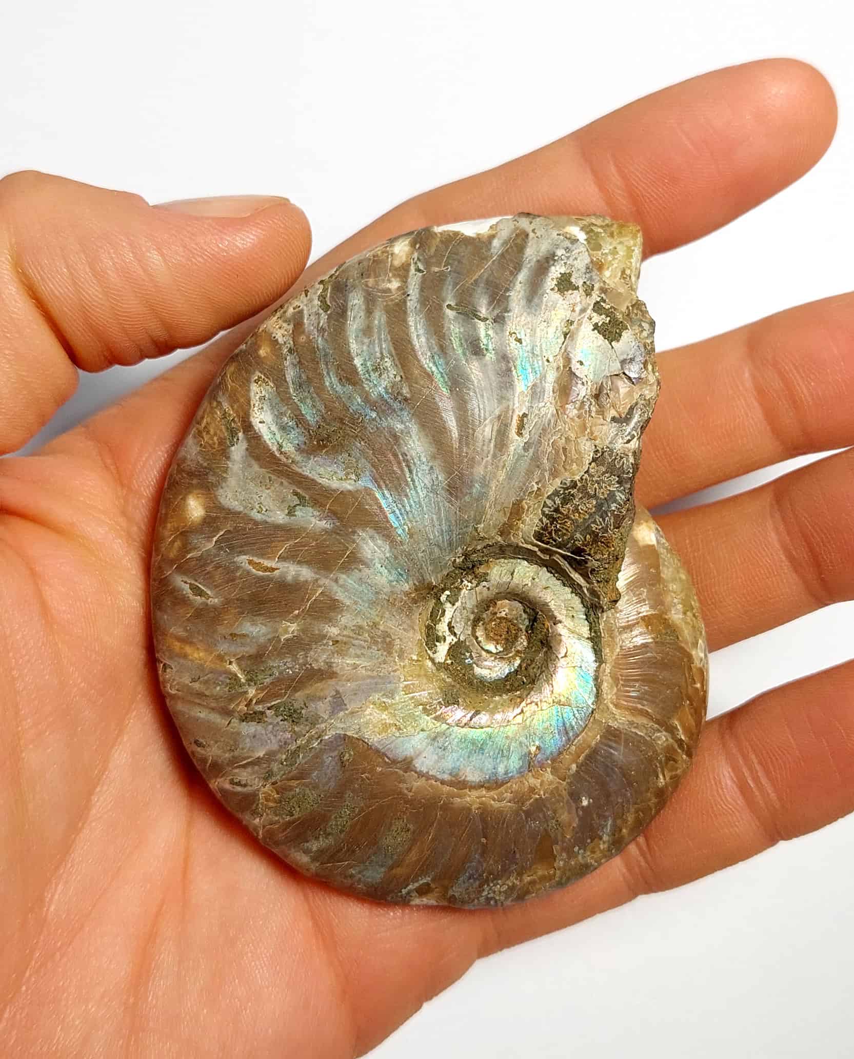 Amonit fosilizat autentic neprelucrat Cleoniceras sp., 7,9 cm diametru, 110 mil ani, Cretacic, Madagascar - imagine 7