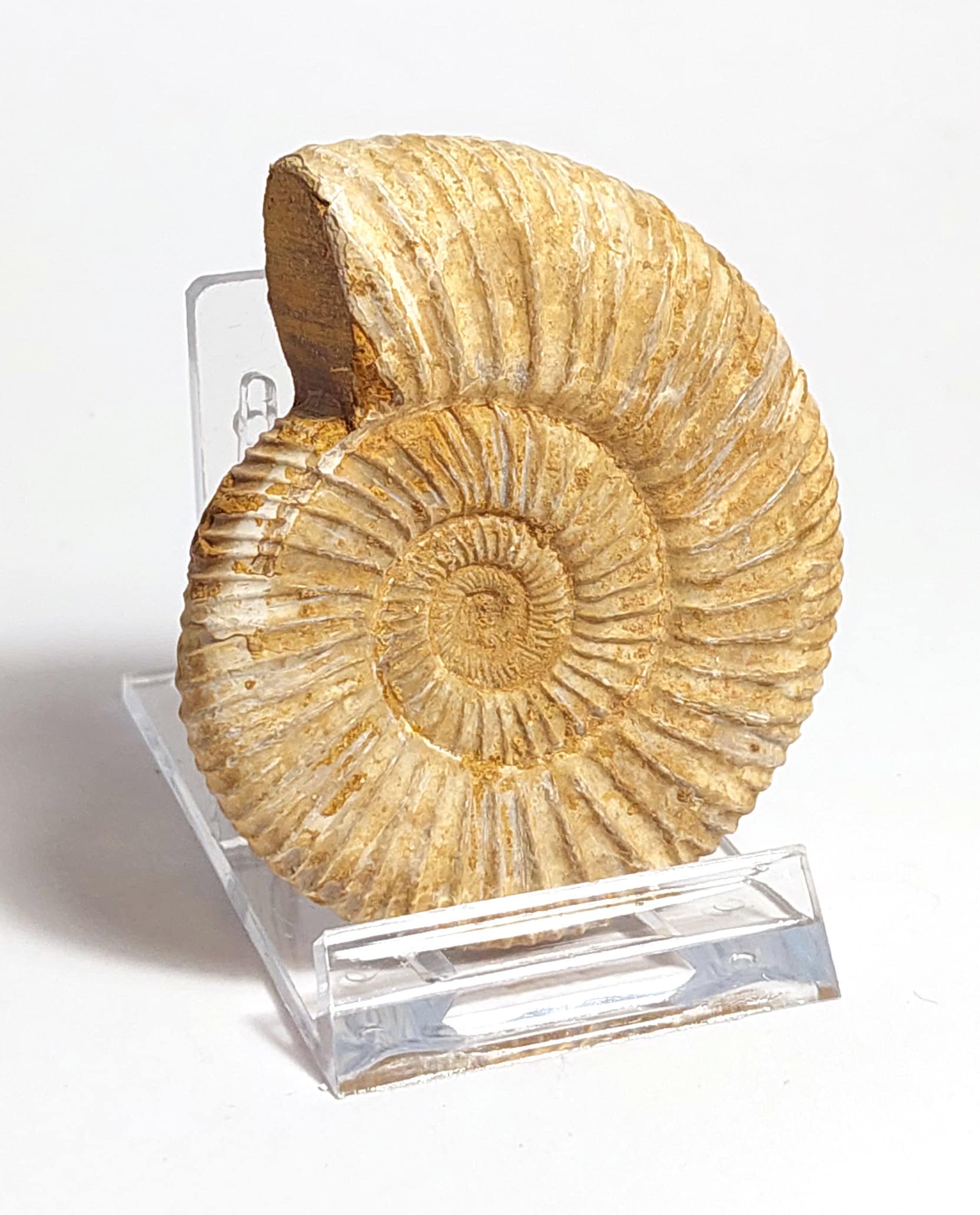 Amonit fosilizat autentic neprelucrat Perisphinctes sp., 6,5 cm diametru, 150 mil ani, Jurasic, Madagascar - Image 3