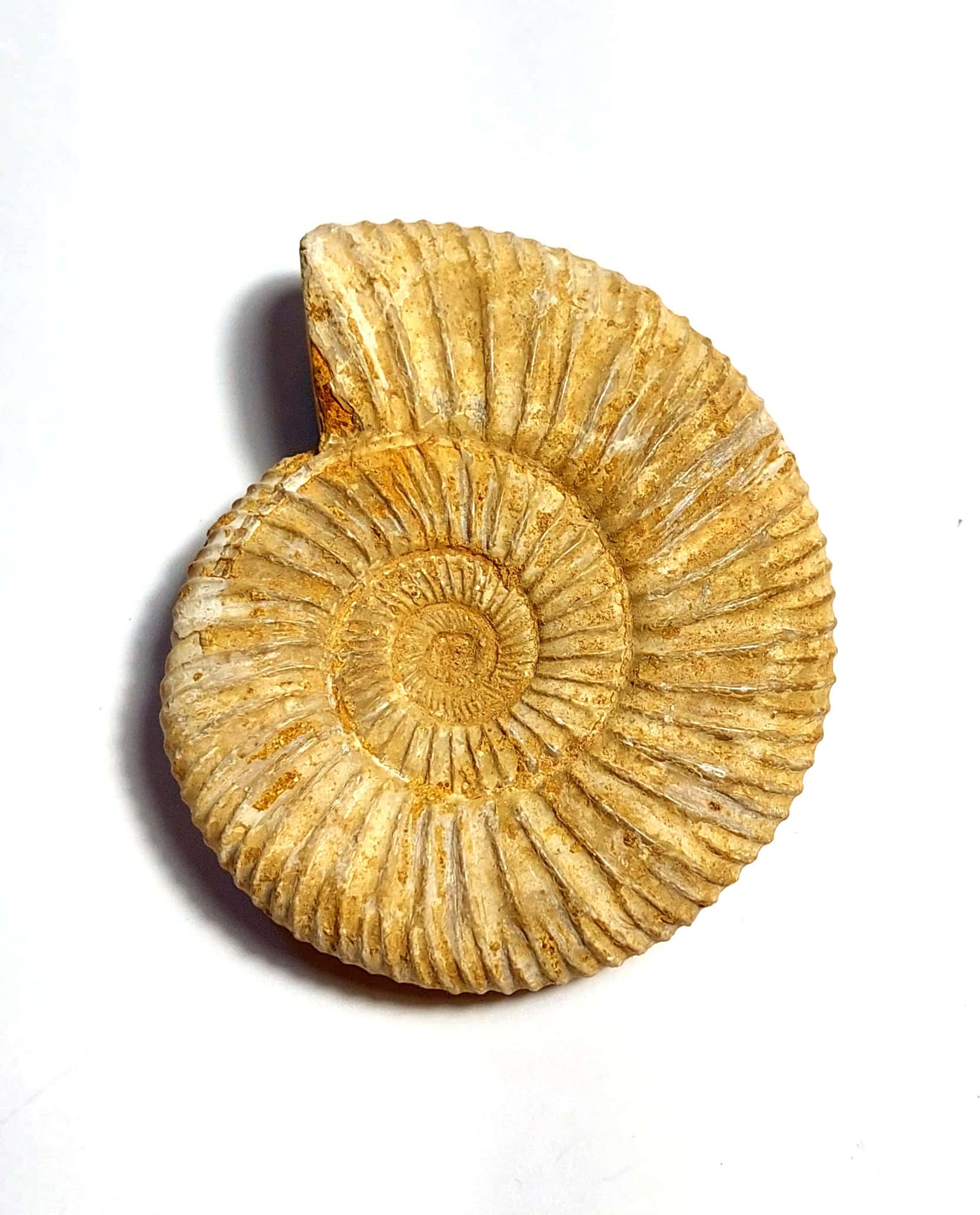 Amonit fosilizat autentic neprelucrat Perisphinctes sp., 6,5 cm diametru, 150 mil ani, Jurasic, Madagascar - Image 4