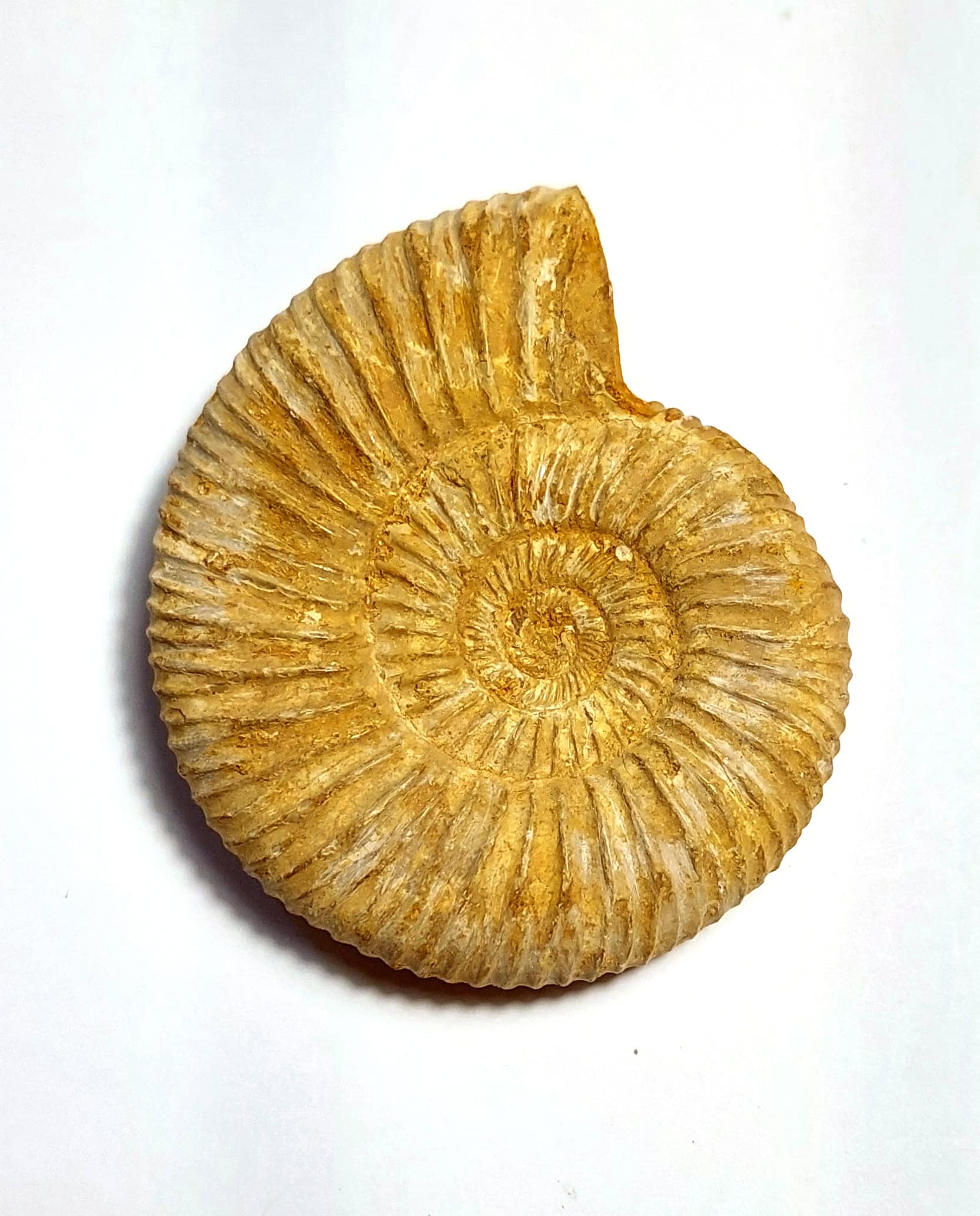 Amonit fosilizat autentic neprelucrat Perisphinctes sp., 6,5 cm diametru, 150 mil ani, Jurasic, Madagascar - Image 5