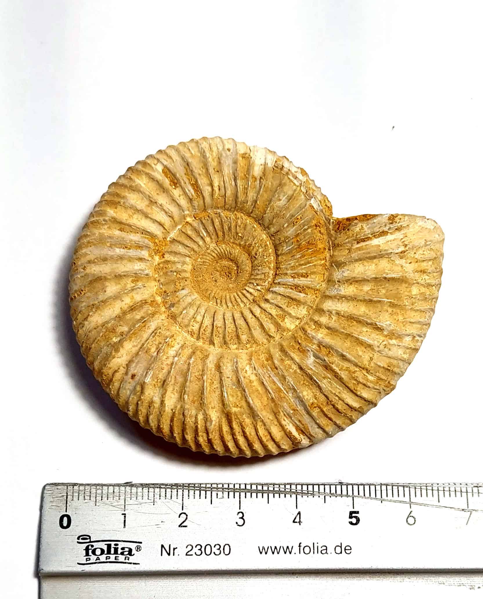 Amonit fosilizat autentic neprelucrat Perisphinctes sp., 6,5 cm diametru, 150 mil ani, Jurasic, Madagascar - Image 6