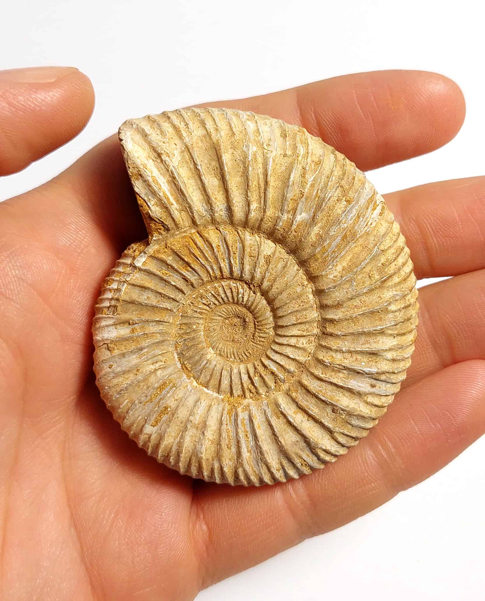 Amonit fosilizat autentic neprelucrat Perisphinctes sp., 6,5 cm diametru, 150 mil ani, Jurasic, Madagascar - Image 7