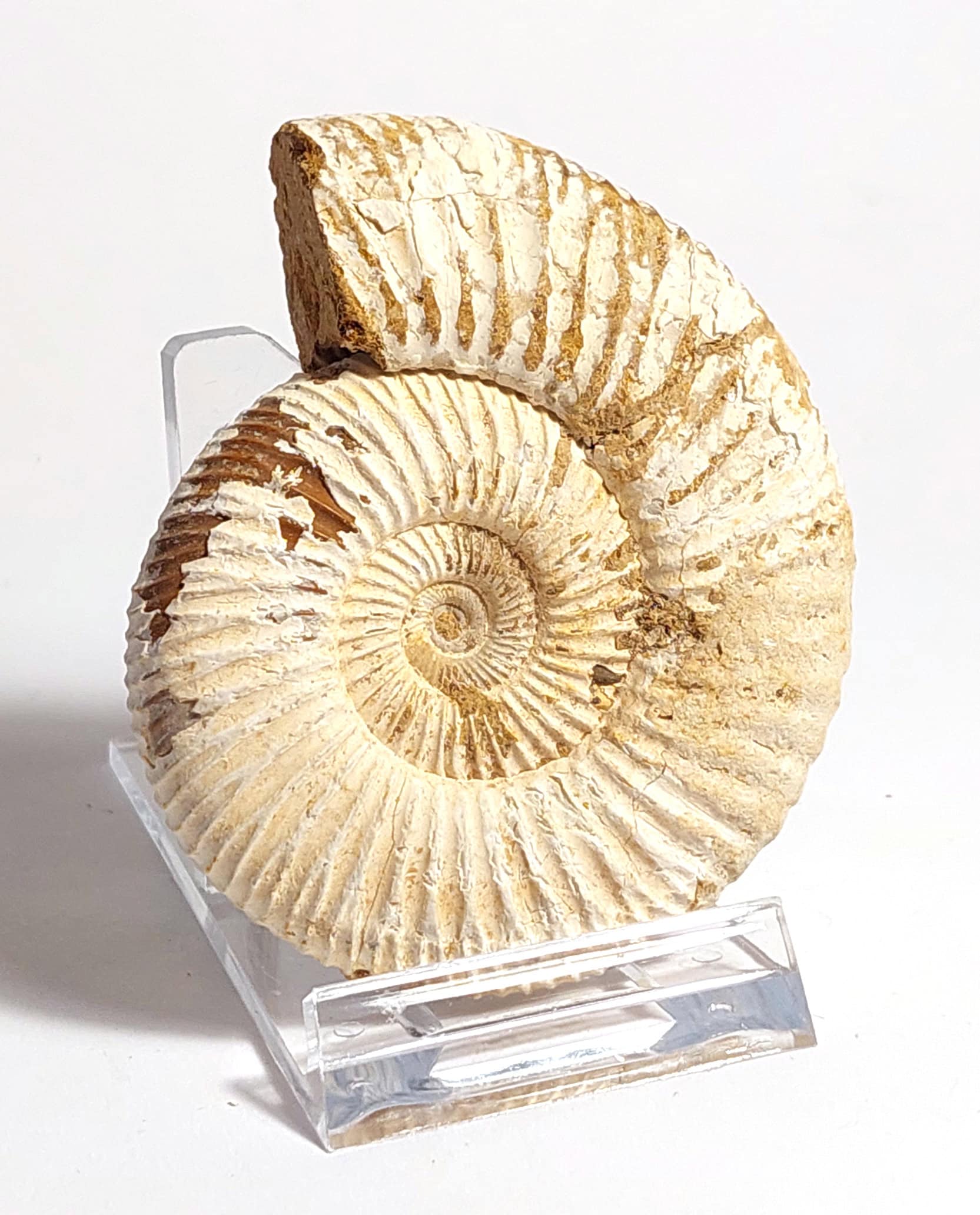 Amonit fosilizat autentic neprelucrat Perisphinctes sp., 7,1 cm diametru, 150 mil ani, Jurasic, Madagascar - imagine 3
