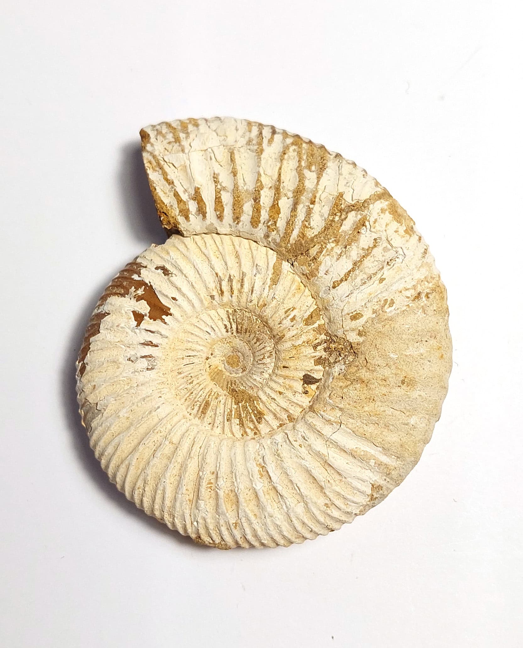 Amonit fosilizat autentic neprelucrat Perisphinctes sp., 7,1 cm diametru, 150 mil ani, Jurasic, Madagascar - imagine 4