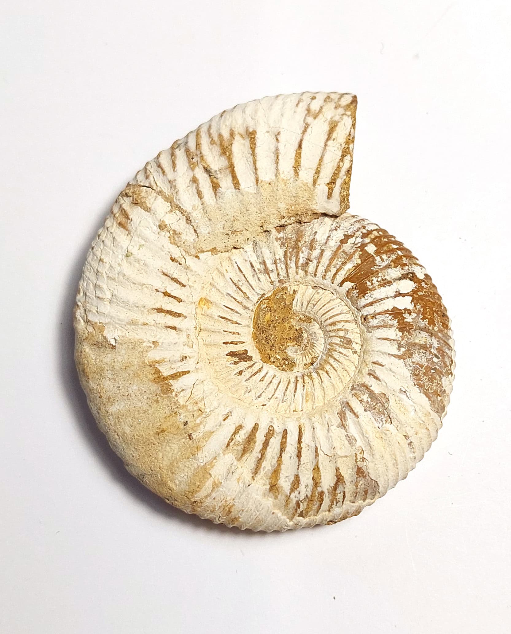 Amonit fosilizat autentic neprelucrat Perisphinctes sp., 7,1 cm diametru, 150 mil ani, Jurasic, Madagascar - imagine 5