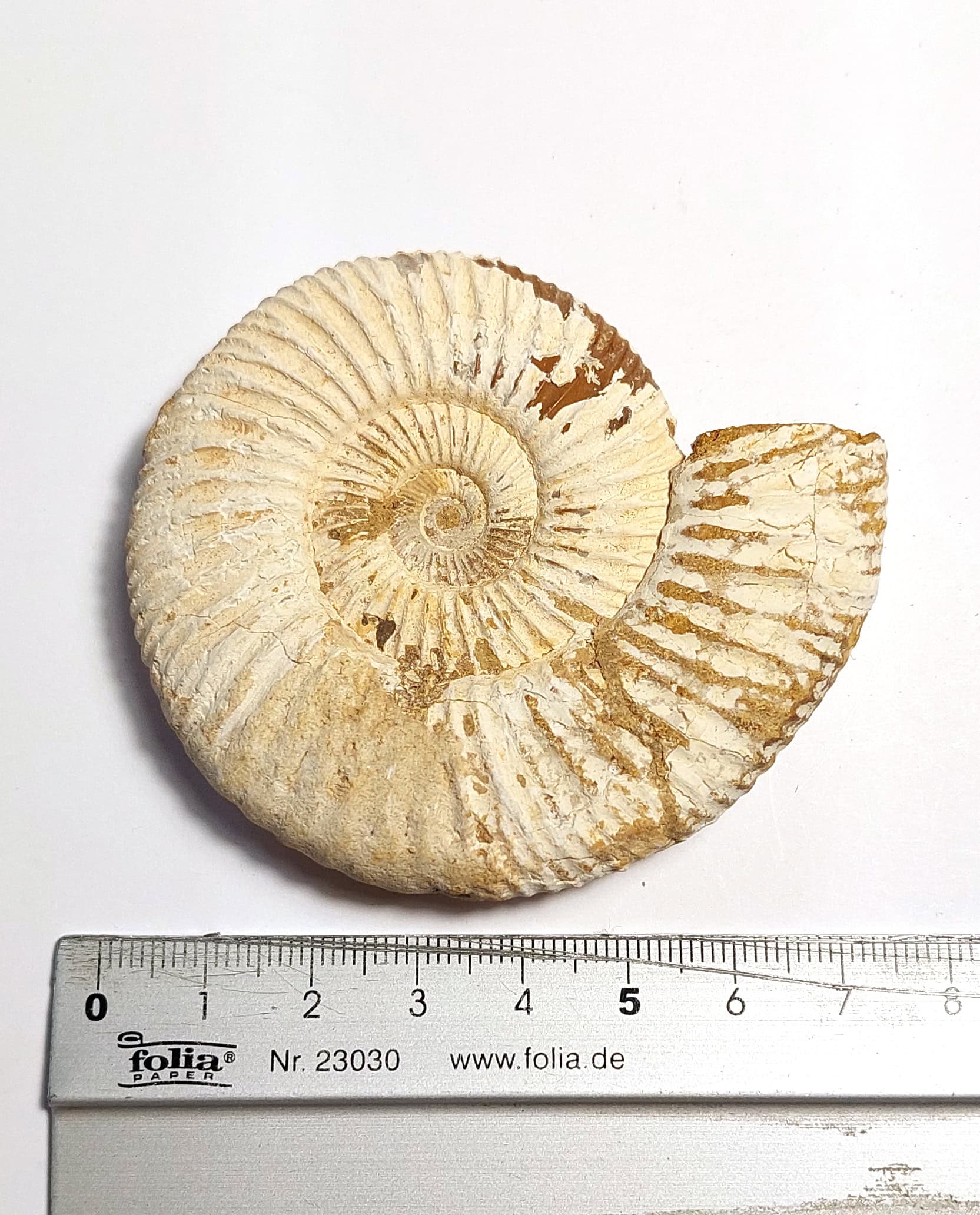 Amonit fosilizat autentic neprelucrat Perisphinctes sp., 7,1 cm diametru, 150 mil ani, Jurasic, Madagascar - imagine 6