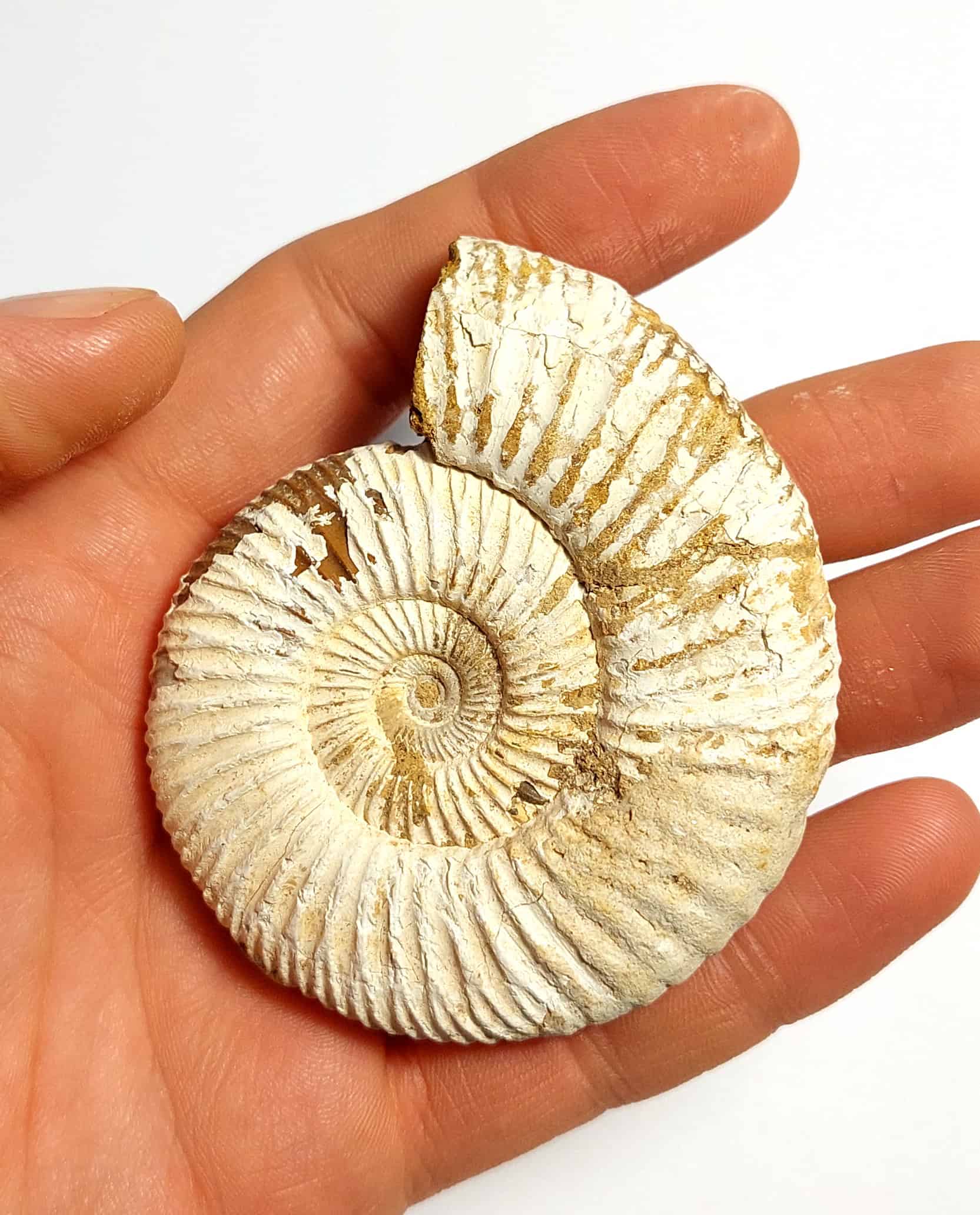Amonit fosilizat autentic neprelucrat Perisphinctes sp., 7,1 cm diametru, 150 mil ani, Jurasic, Madagascar - imagine 7