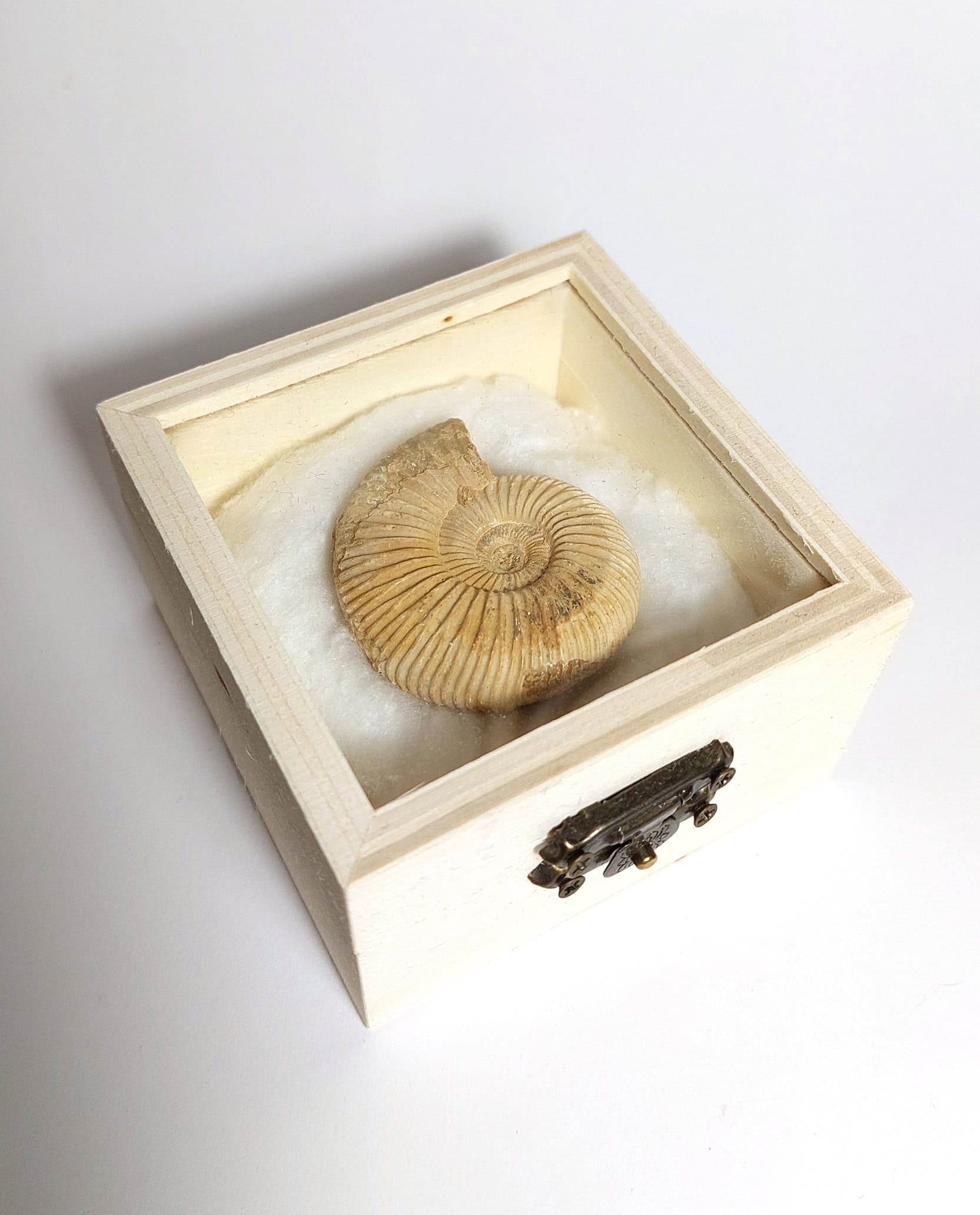 Amonit fosilizat autentic neprelucrat Perisphinctes sp., 4,5 cm diametru, 150 mil ani, Jurasic, Madagascar - Image 6