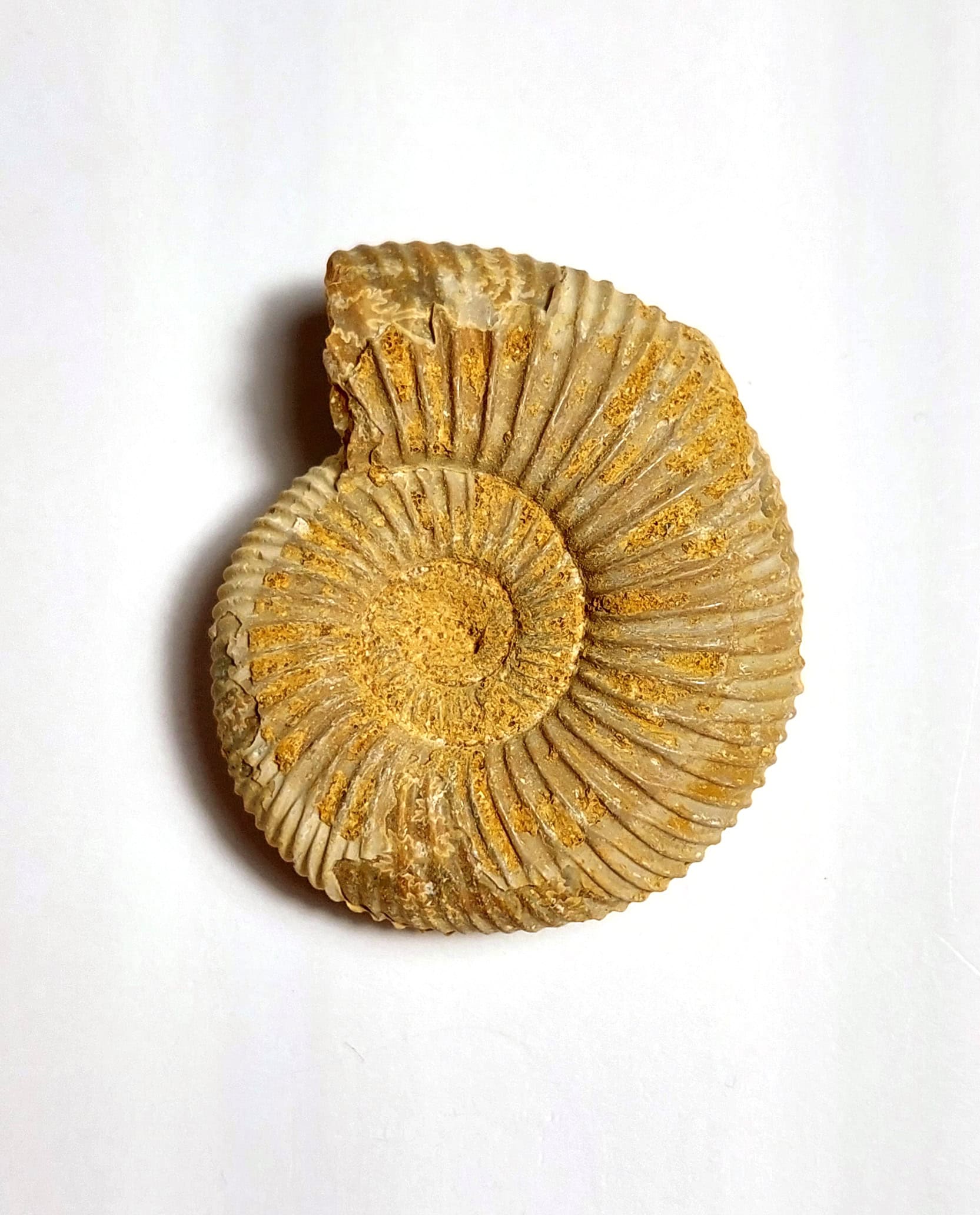 Amonit fosilizat autentic neprelucrat Perisphinctes sp., 4,5 cm diametru, 150 mil ani, Jurasic, Madagascar - Image 3