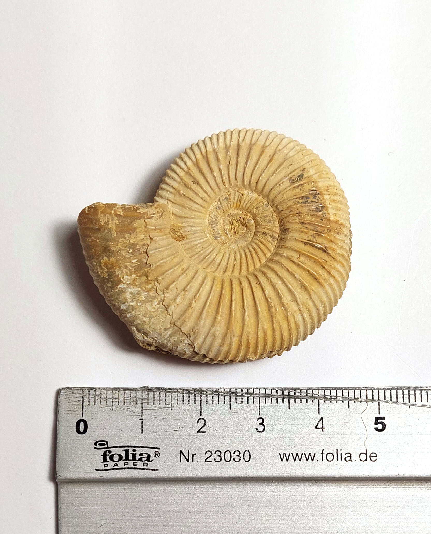 Amonit fosilizat autentic neprelucrat Perisphinctes sp., 4,5 cm diametru, 150 mil ani, Jurasic, Madagascar - Image 4
