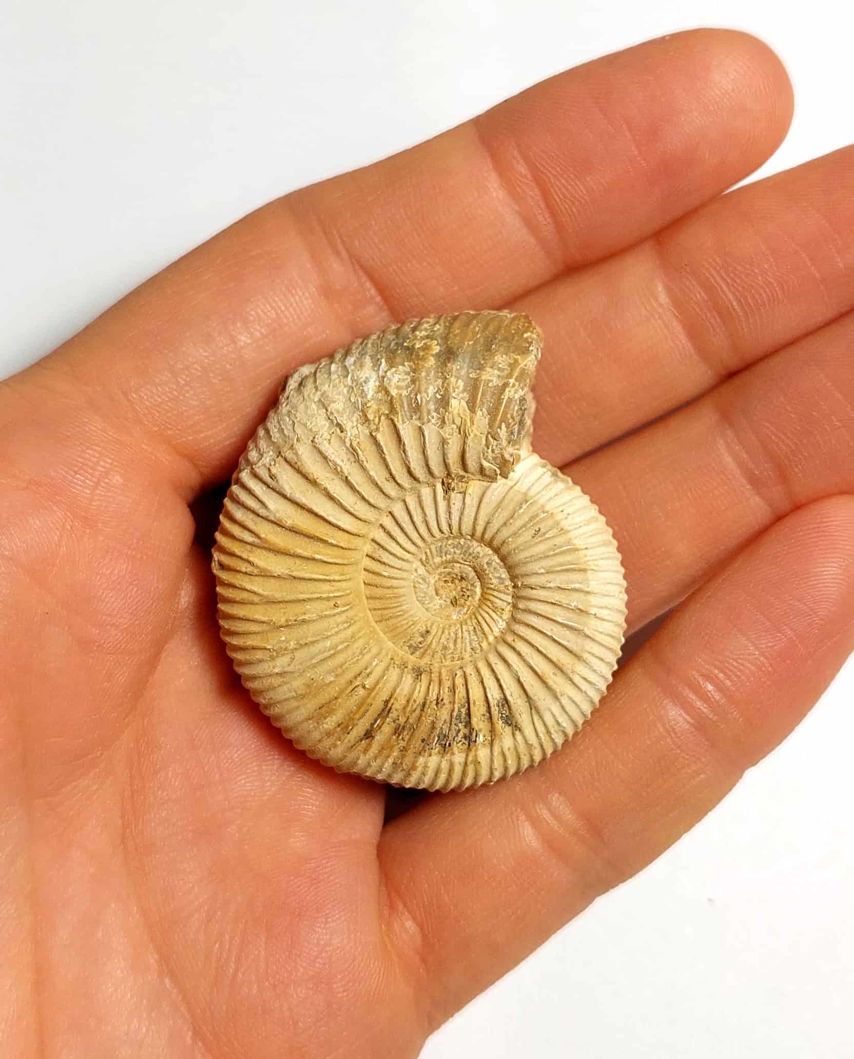 Amonit fosilizat autentic neprelucrat Perisphinctes sp., 4,5 cm diametru, 150 mil ani, Jurasic, Madagascar - Image 5
