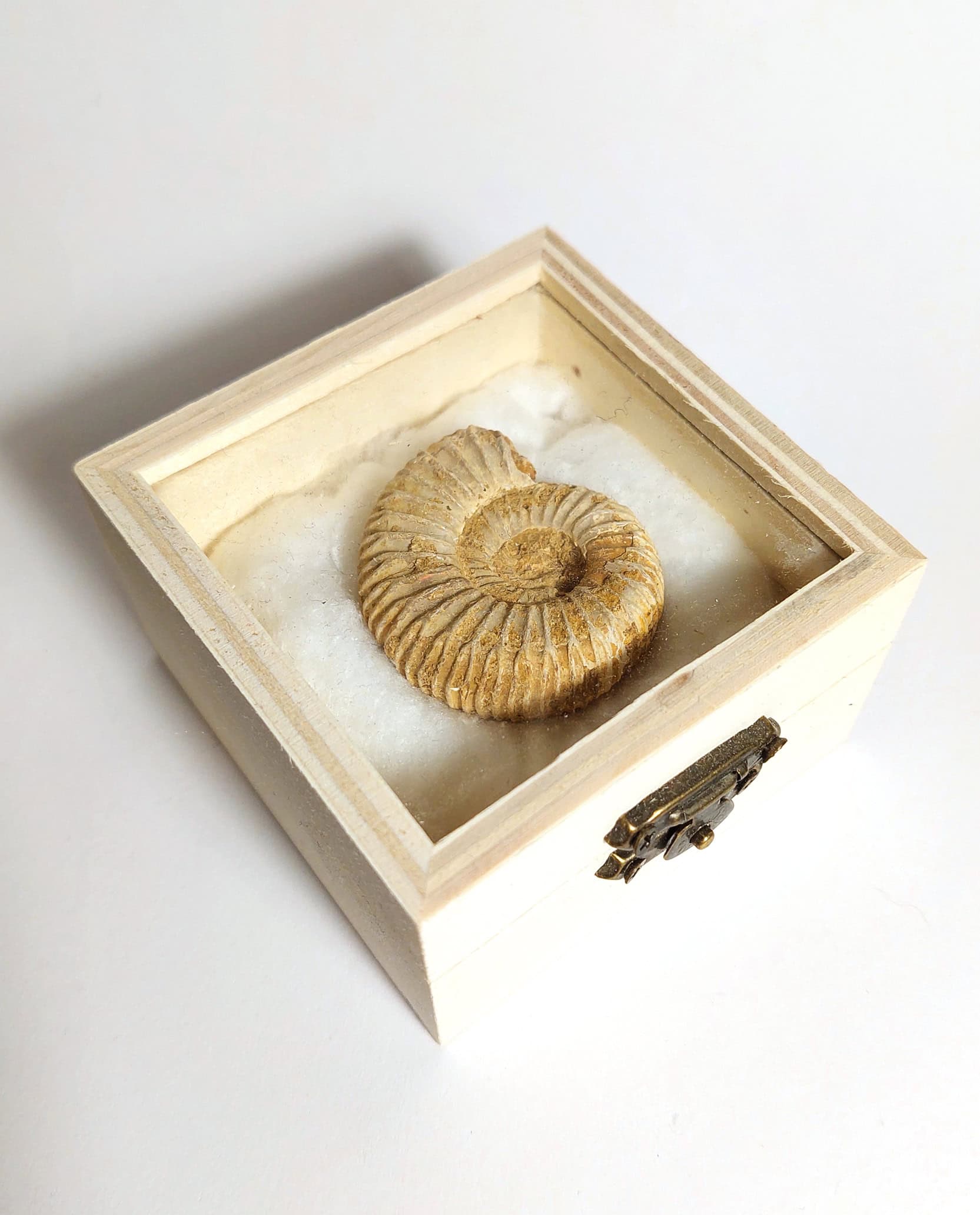 Amonit fosilizat autentic neprelucrat Perisphinctes sp., 4,4 cm diametru, 150 mil ani, Jurasic, Madagascar - Image 6