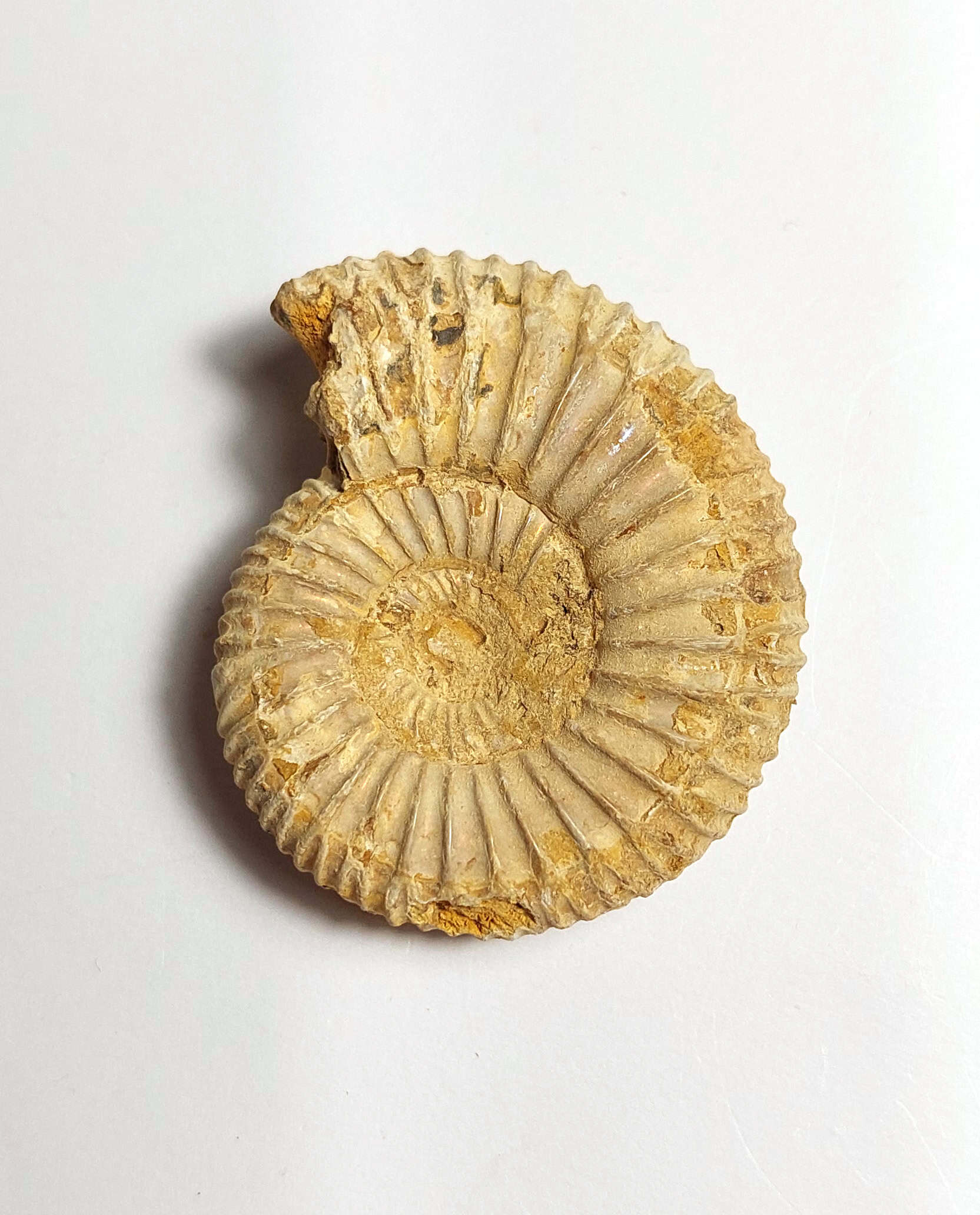 Amonit fosilizat autentic neprelucrat Perisphinctes sp., 4,4 cm diametru, 150 mil ani, Jurasic, Madagascar - Image 3