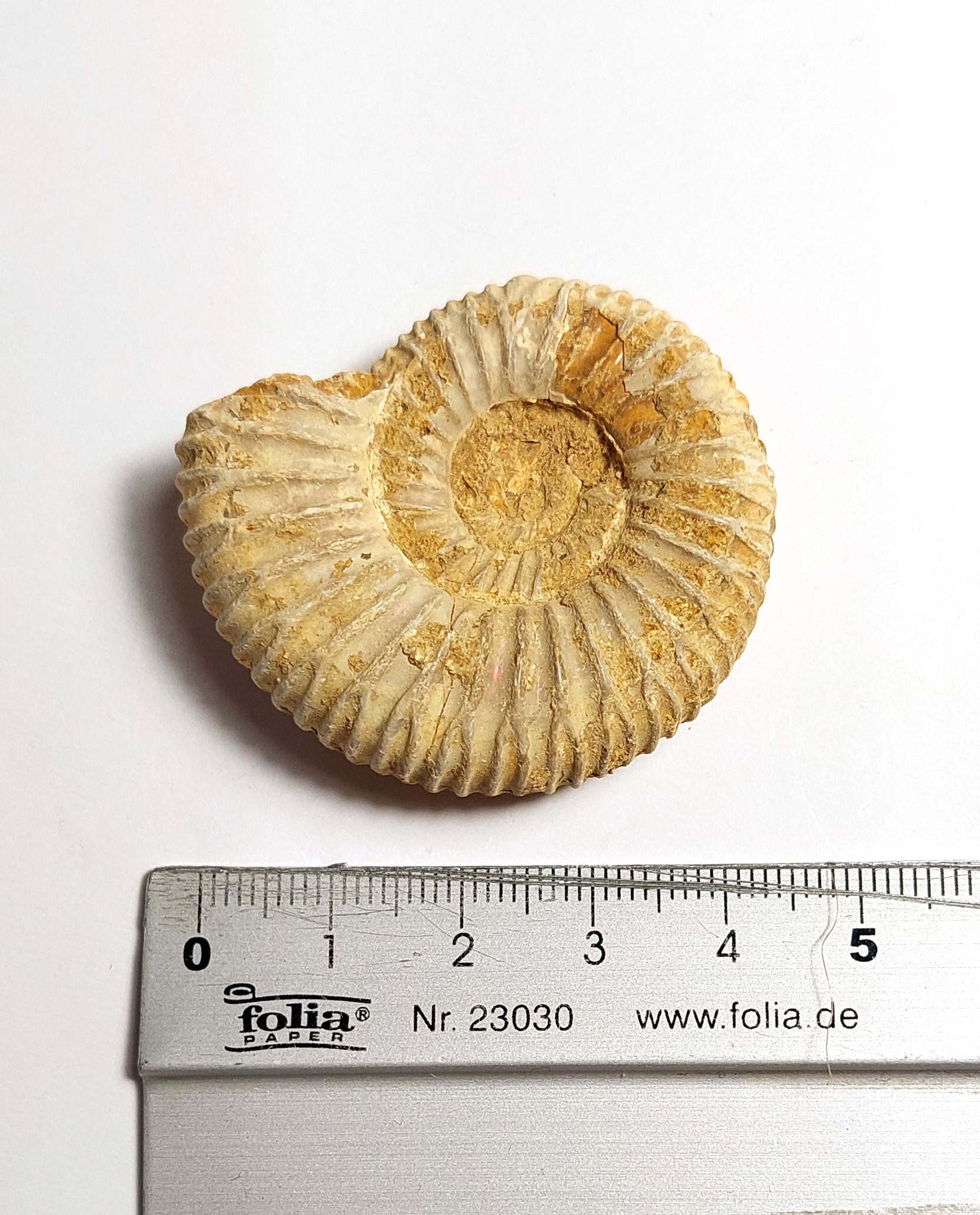 Amonit fosilizat autentic neprelucrat Perisphinctes sp., 4,4 cm diametru, 150 mil ani, Jurasic, Madagascar - Image 4