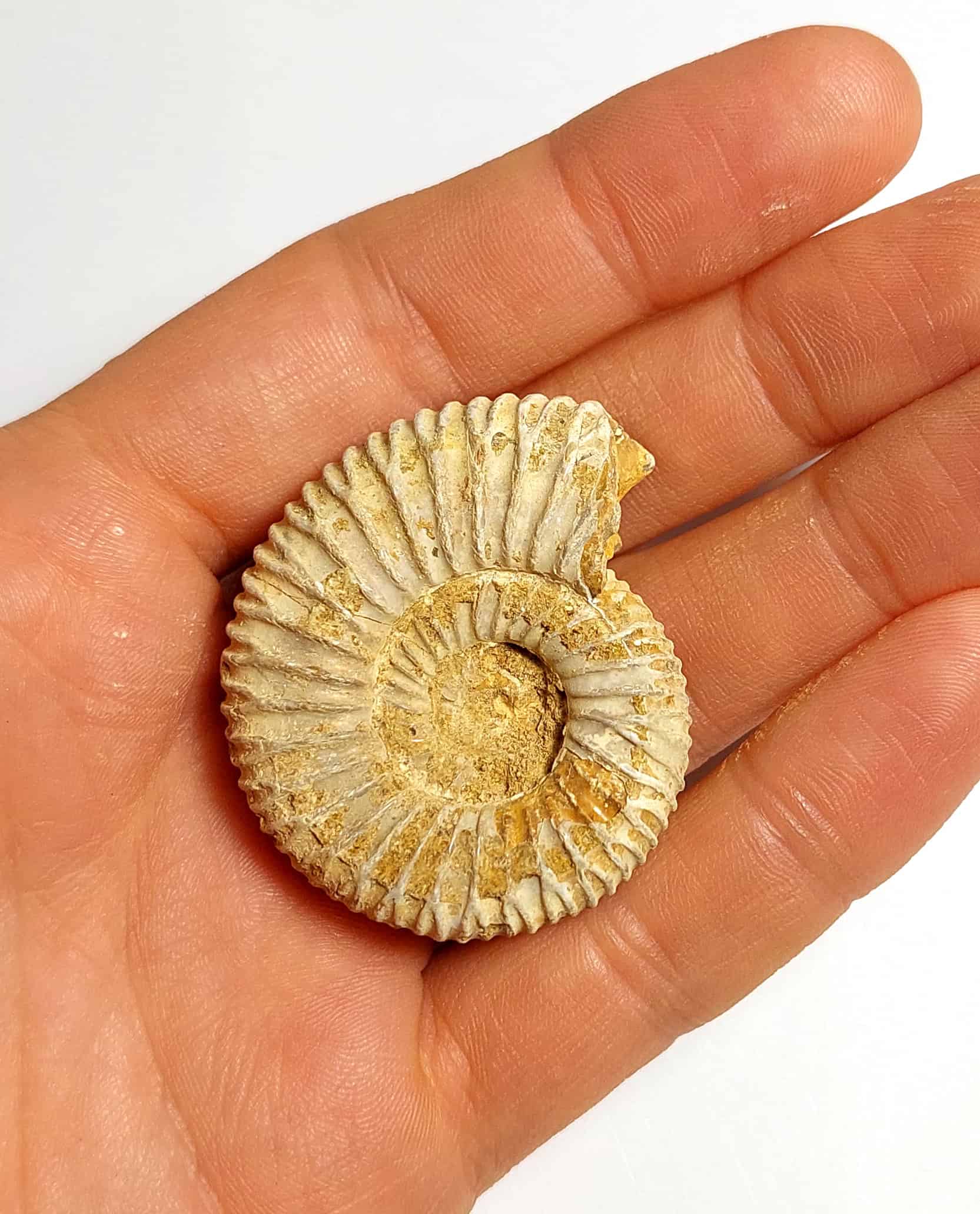 Amonit fosilizat autentic neprelucrat Perisphinctes sp., 4,4 cm diametru, 150 mil ani, Jurasic, Madagascar - Image 5